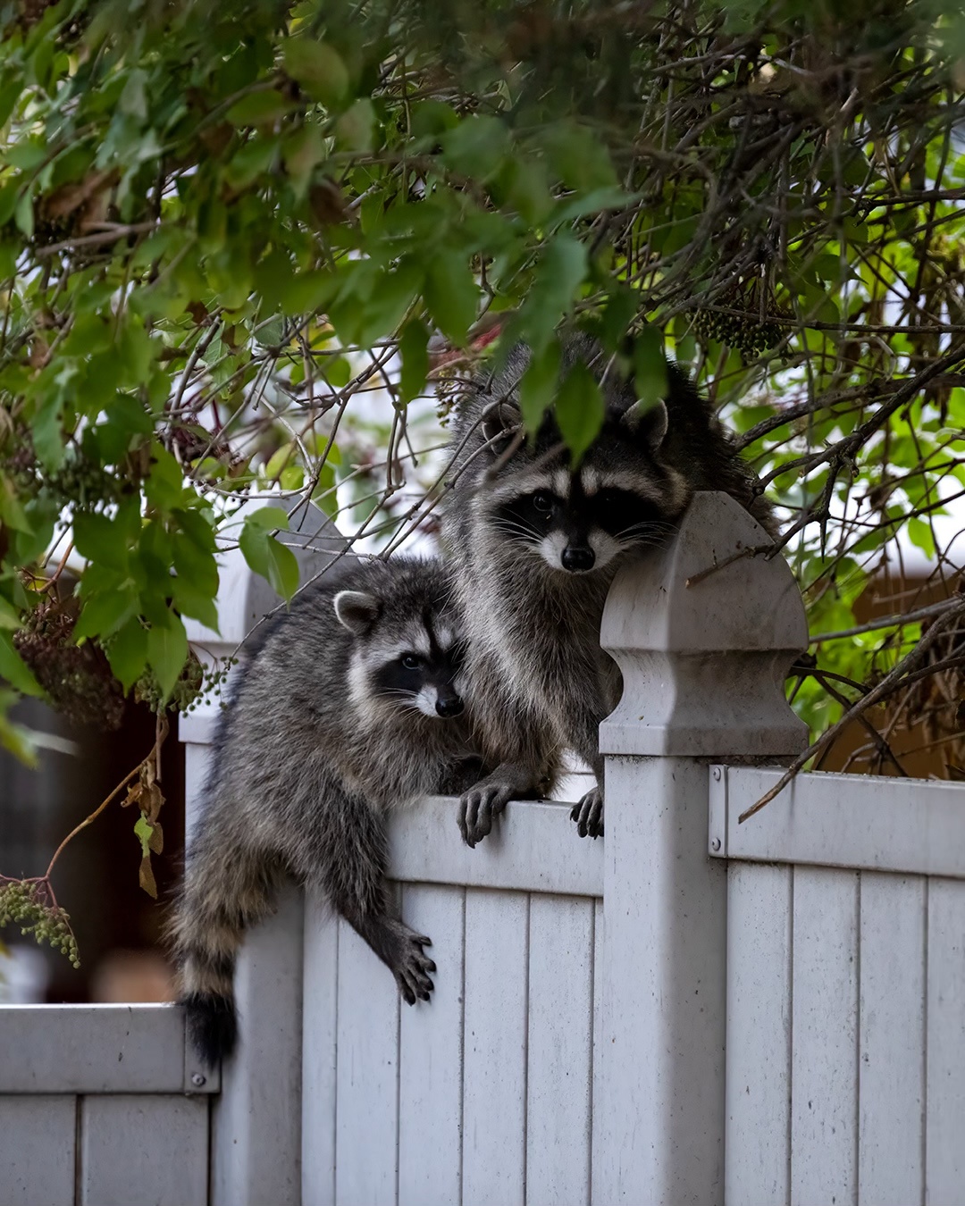 Raccoons: Masters of Stealth and Illusion