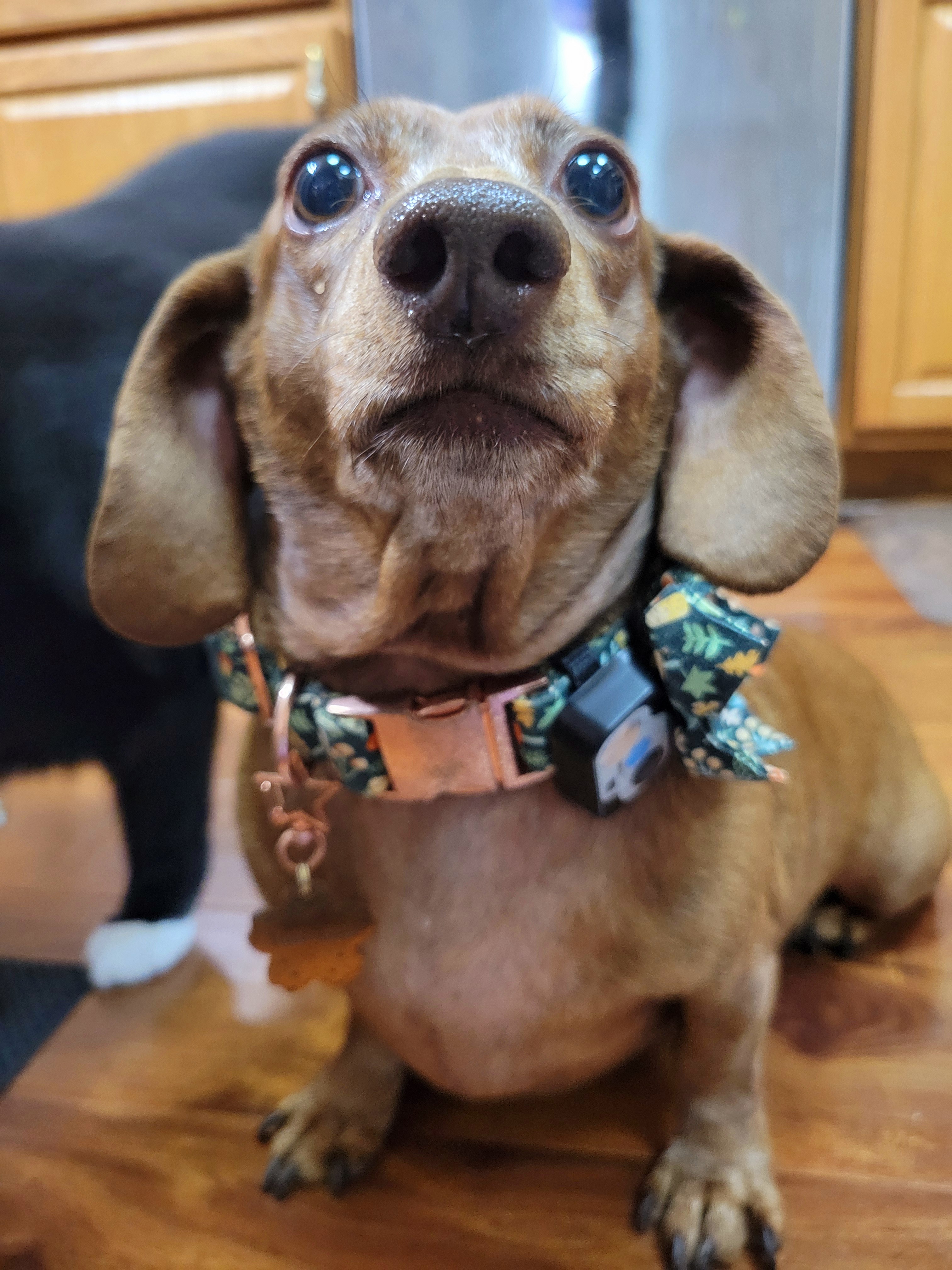 Meet My Adorable Pup, Tiger Lilly #711
