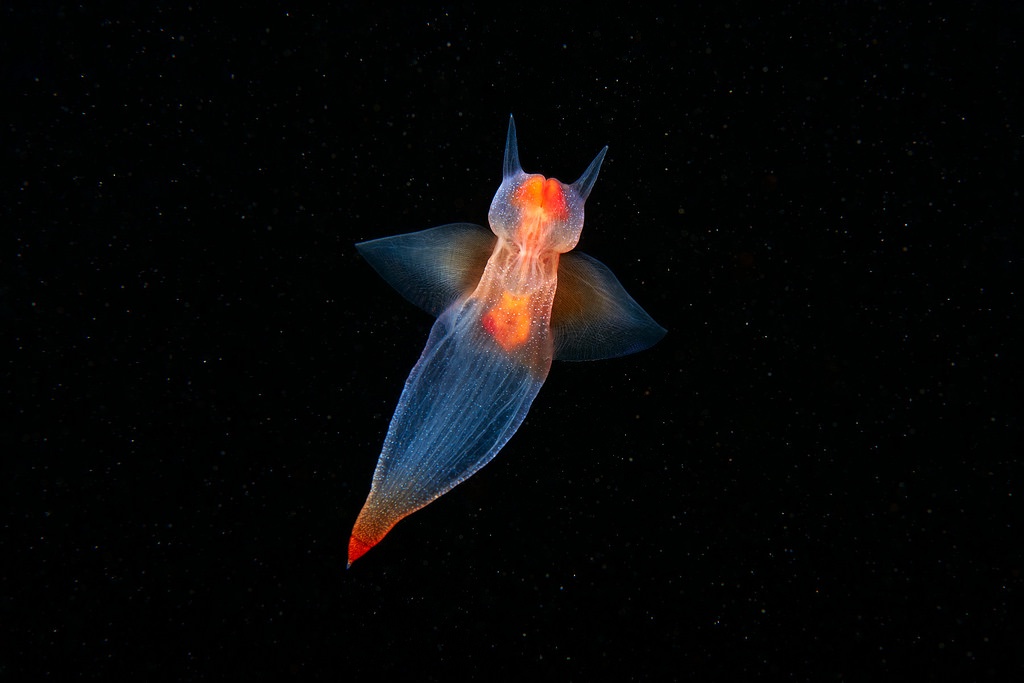 Check Out These Cool See-Through Slugs!