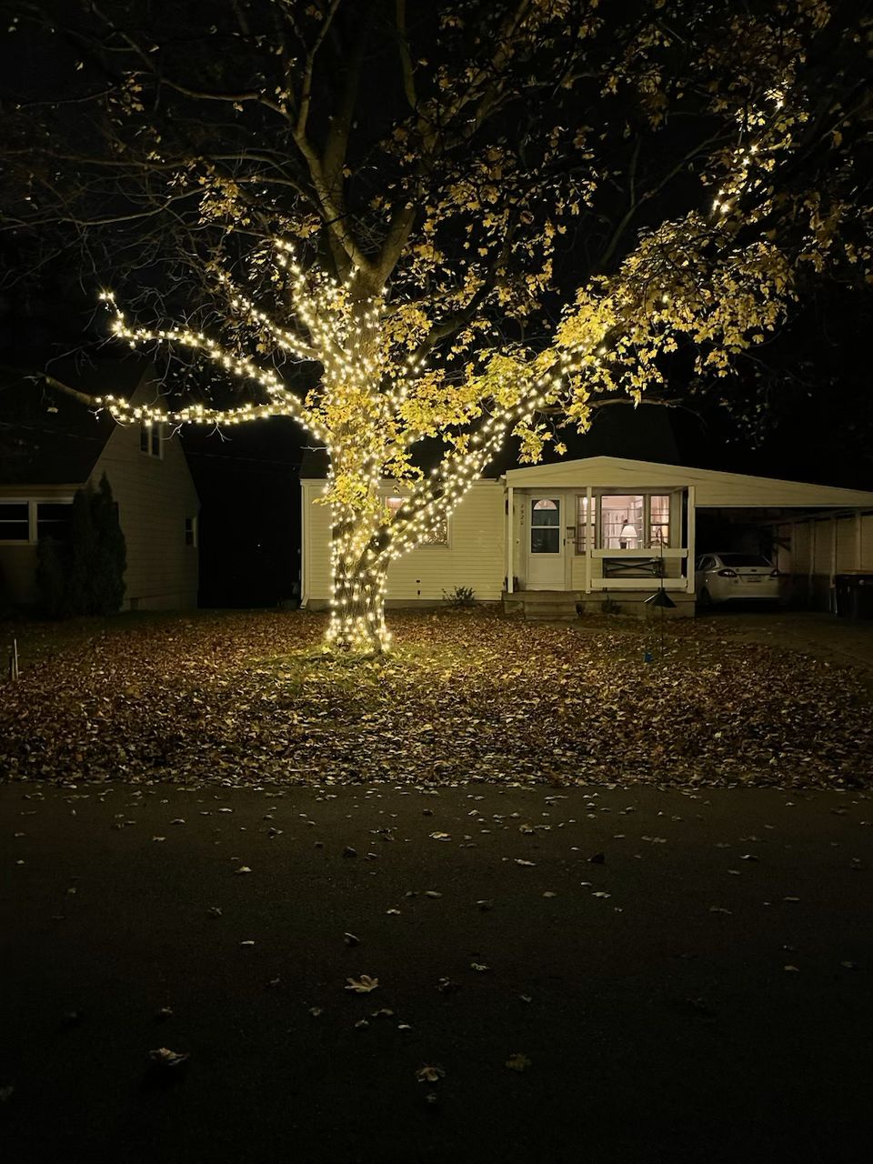 Maple Trees Illuminated in All Their Glory