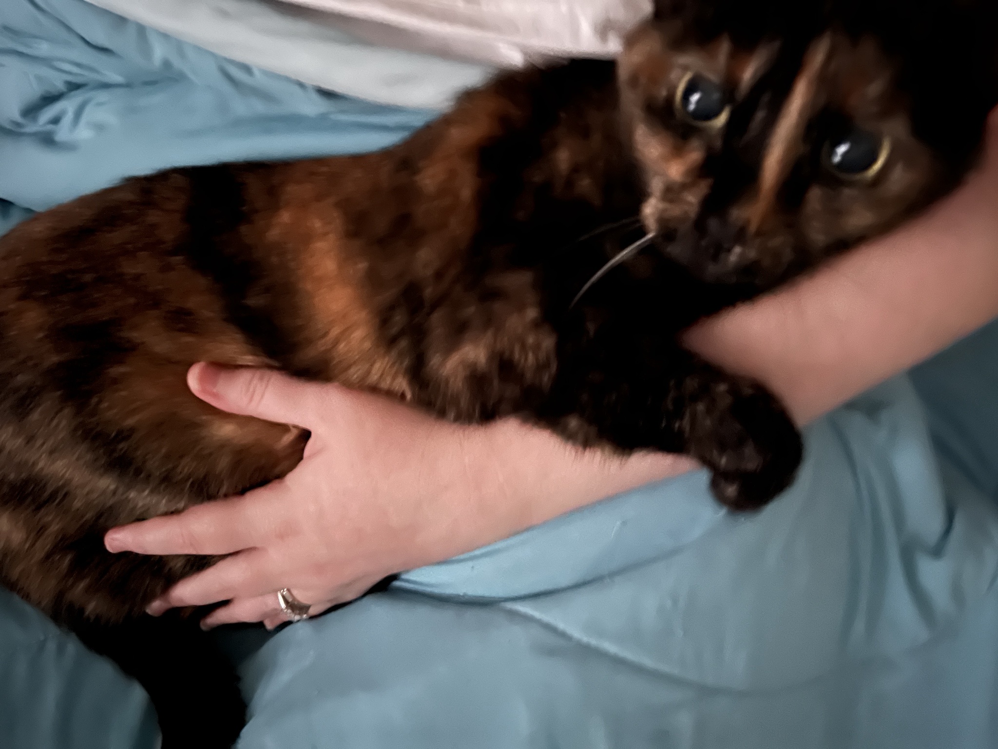 Facing Tough Times: My Furbaby's Battle with Cancer