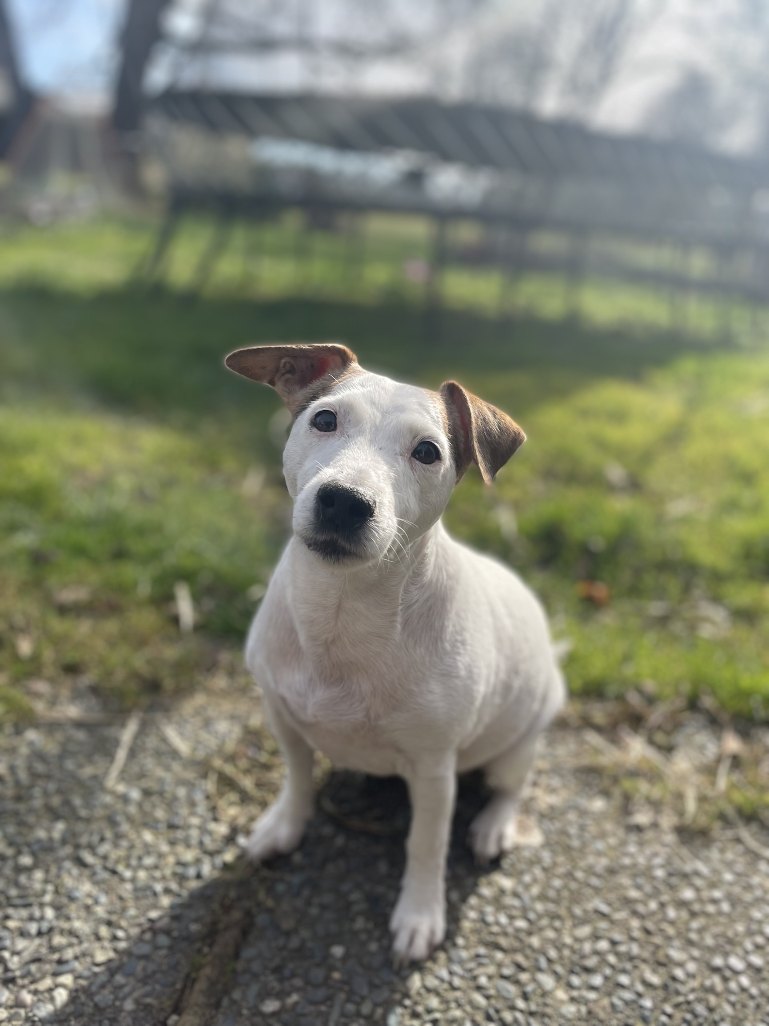 Georgie Girl: A Mystery Worth Exploring