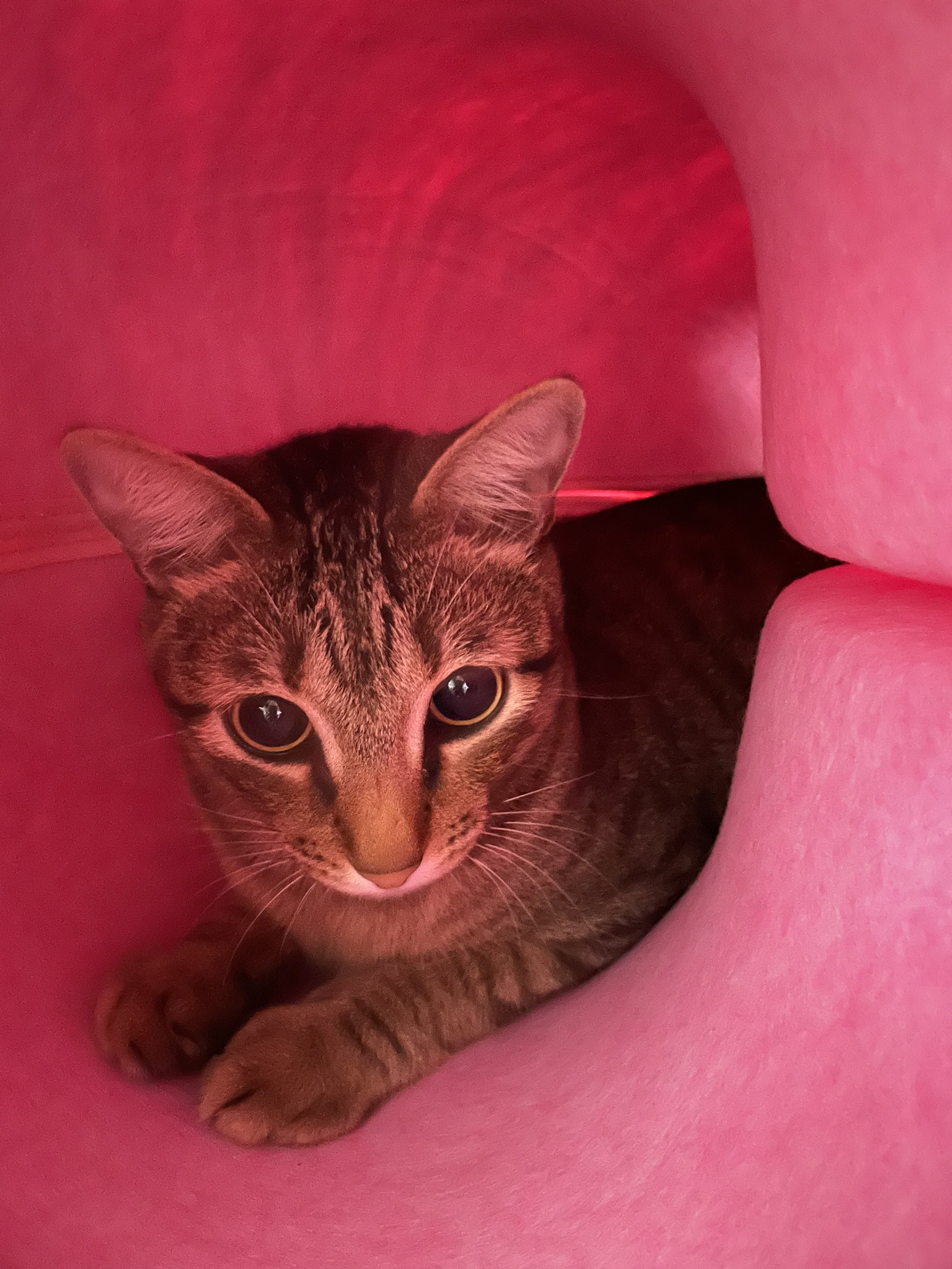 The Sneaky Hiding Cat