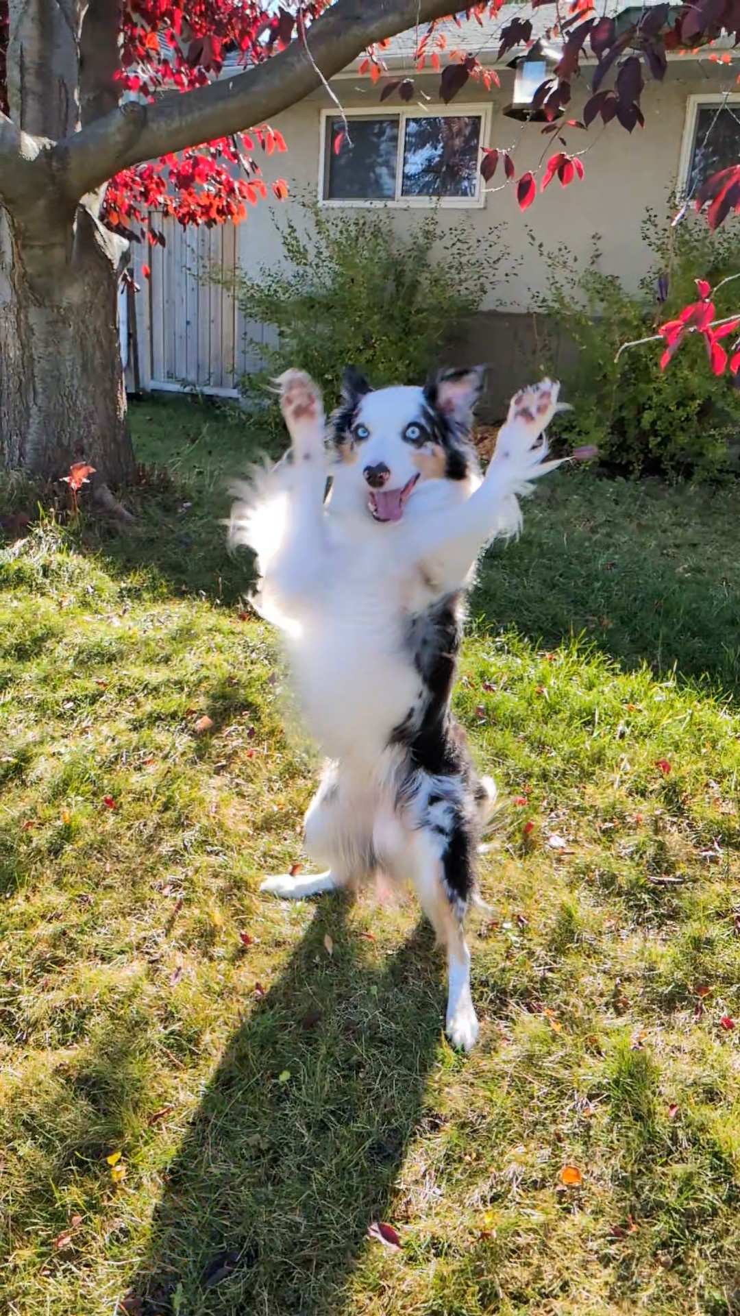Check out these increasingly wild photos of my dog Milo!