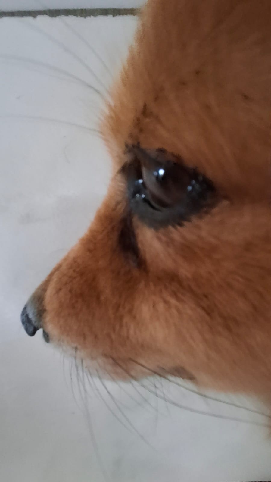 I captured a photo of my dog that makes her look just like a little mouse!