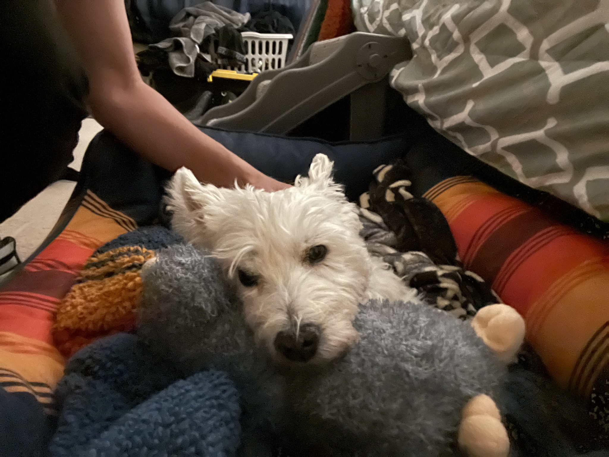 Lil and Django: My Baby's Favorite Stuffed Animals Have Become Mine