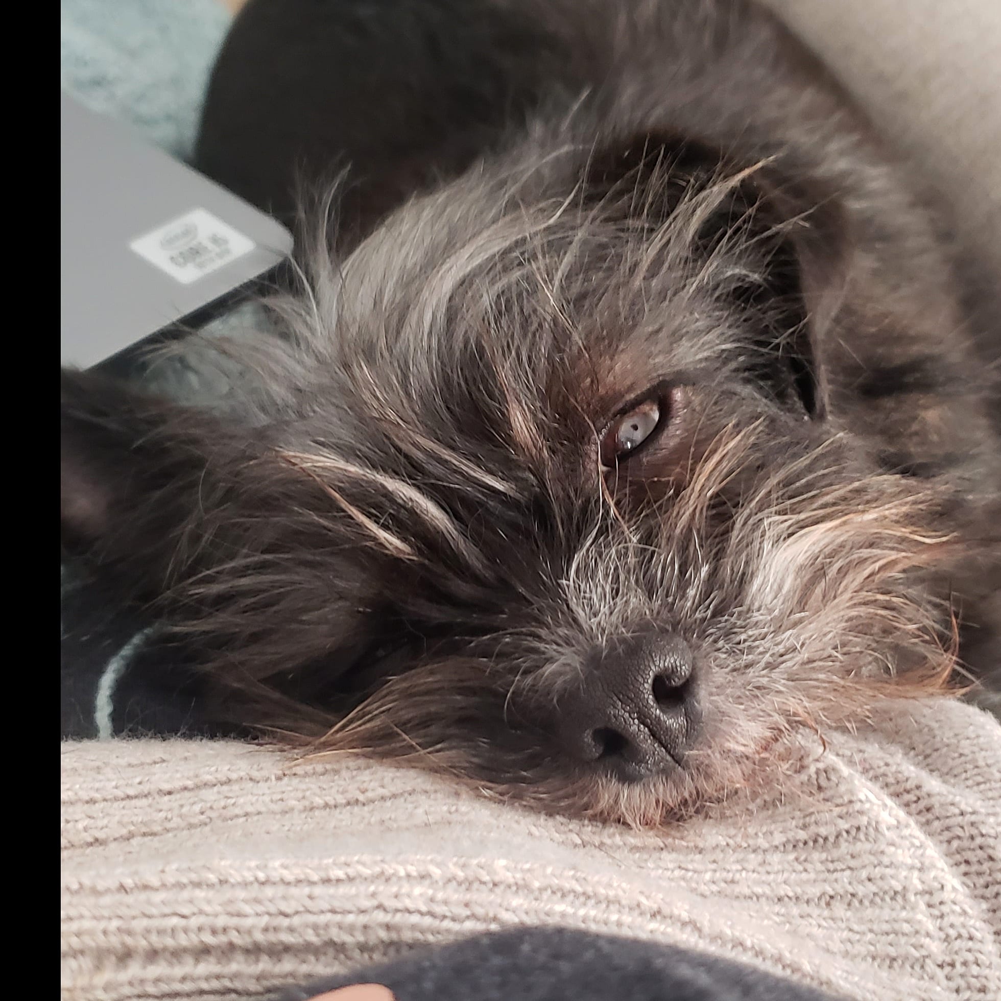 My beloved furry companions