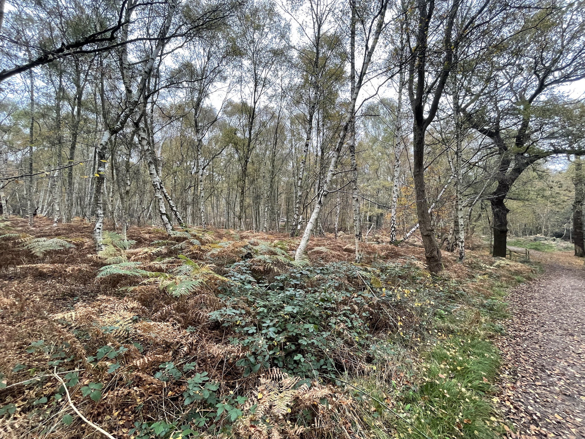 Adventure Awaits: Exploring the Beauty of Epping Forest, UK