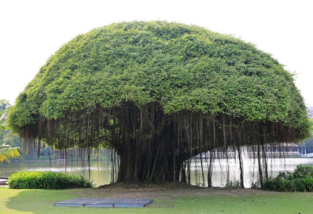 Just a stunning snapshot of a banyan tree for your viewing pleasure.