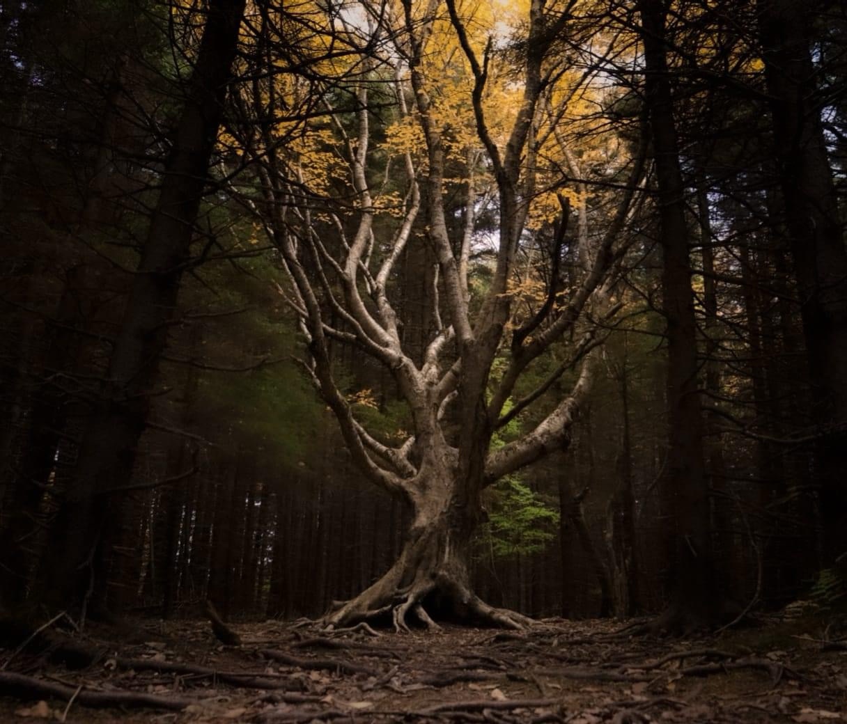 A Solitary Yellow Birch Standing Tall in the Dark Pine Forest of Dolly Sods Wilderness, WV