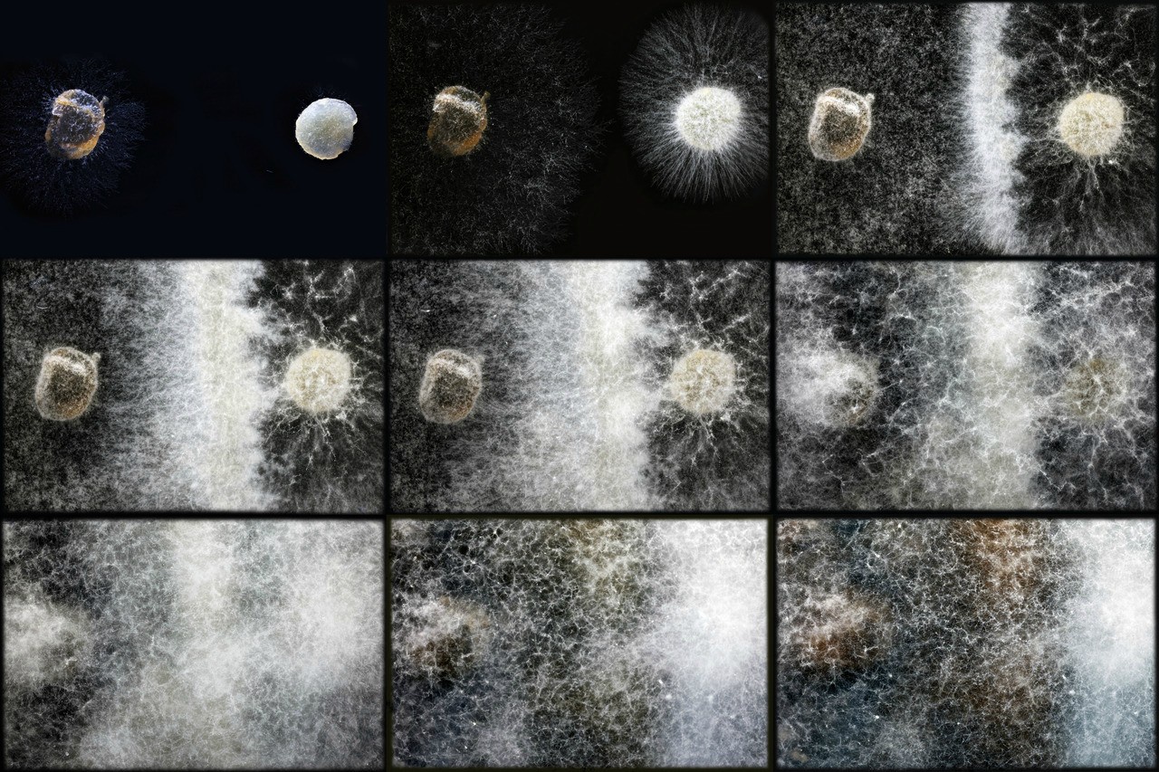 My 16th Favorite: A Time Lapse of Barrage Line Development Between Two Incompatible Isolates
