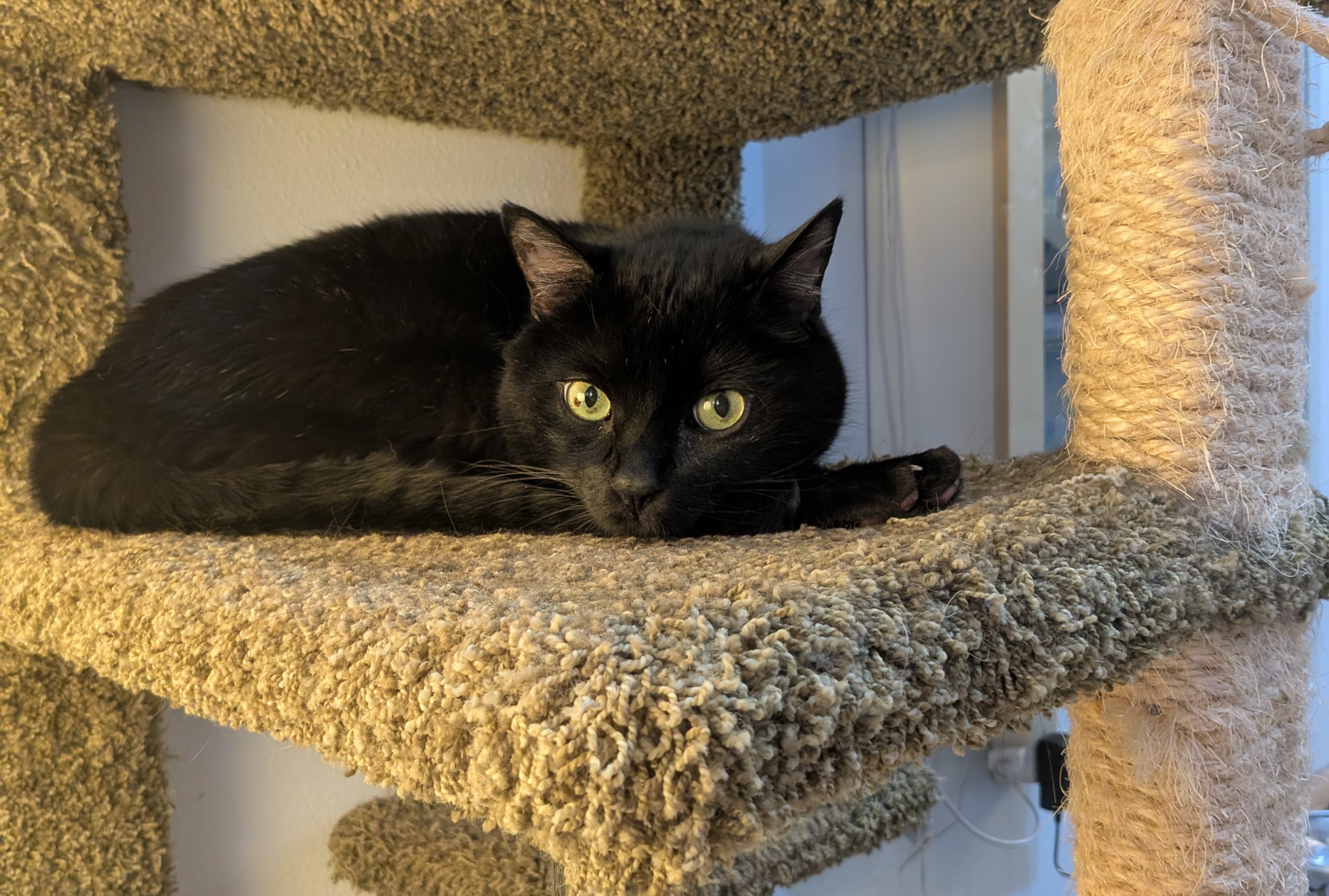 Spooky Black Cats to Celebrate Friday the 13th