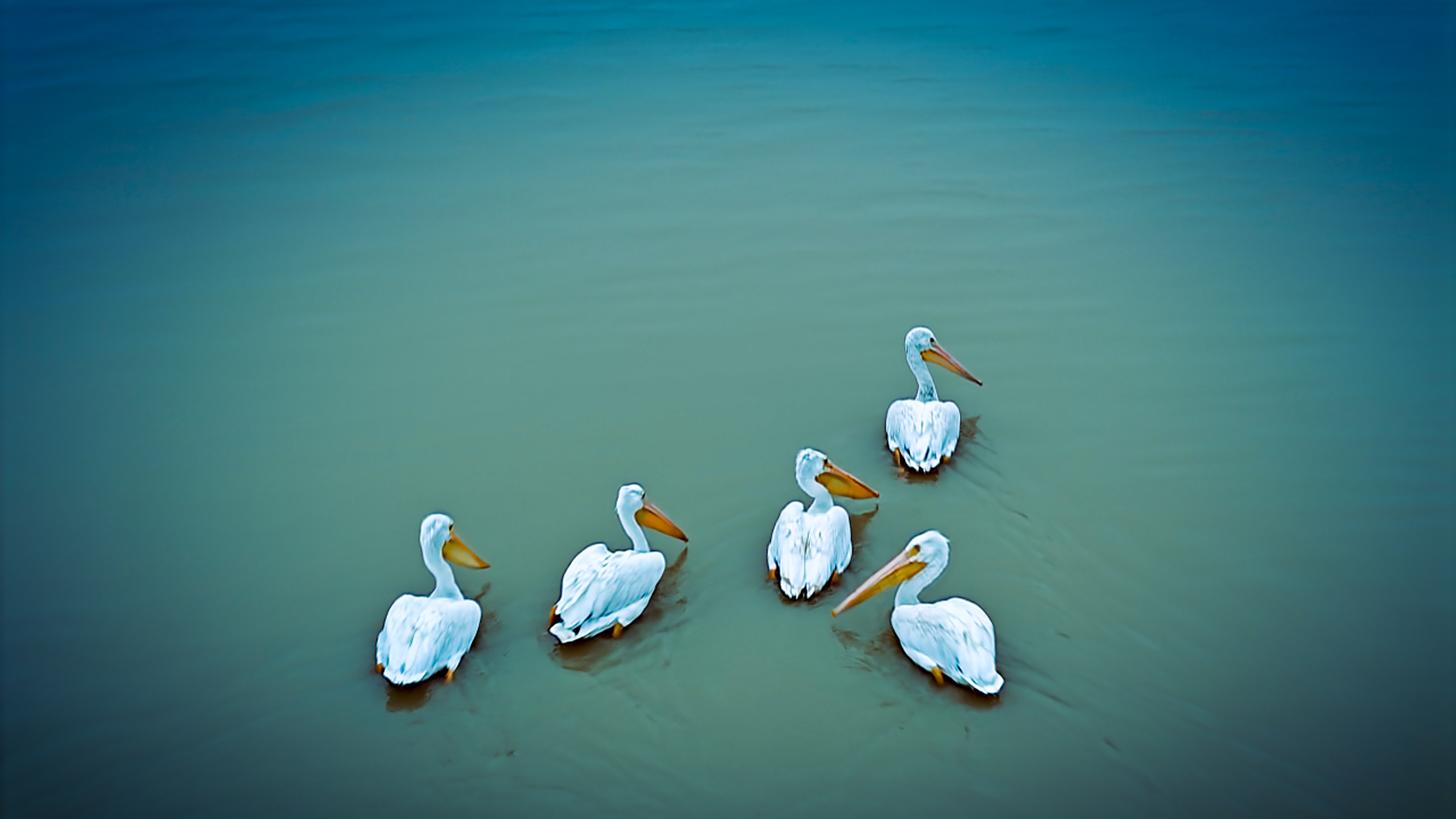 Pelican Parade: More Feathered Friends