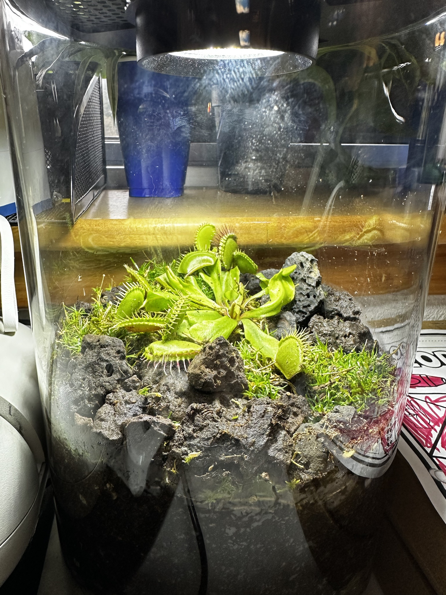 Exploring My Adorable Venus Flytrap Terrarium
