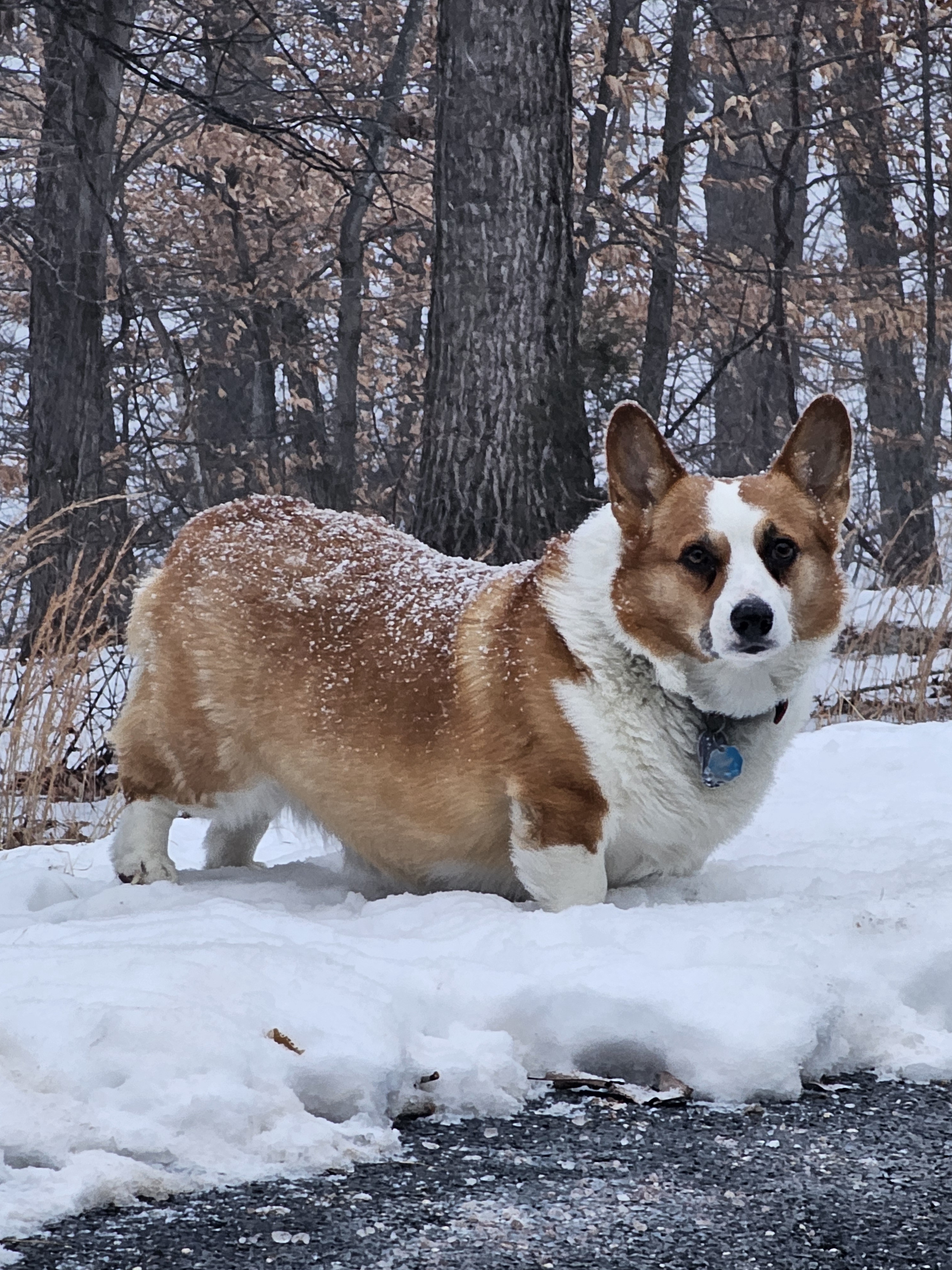 The Frosted Loaf: A Sweet Surprise