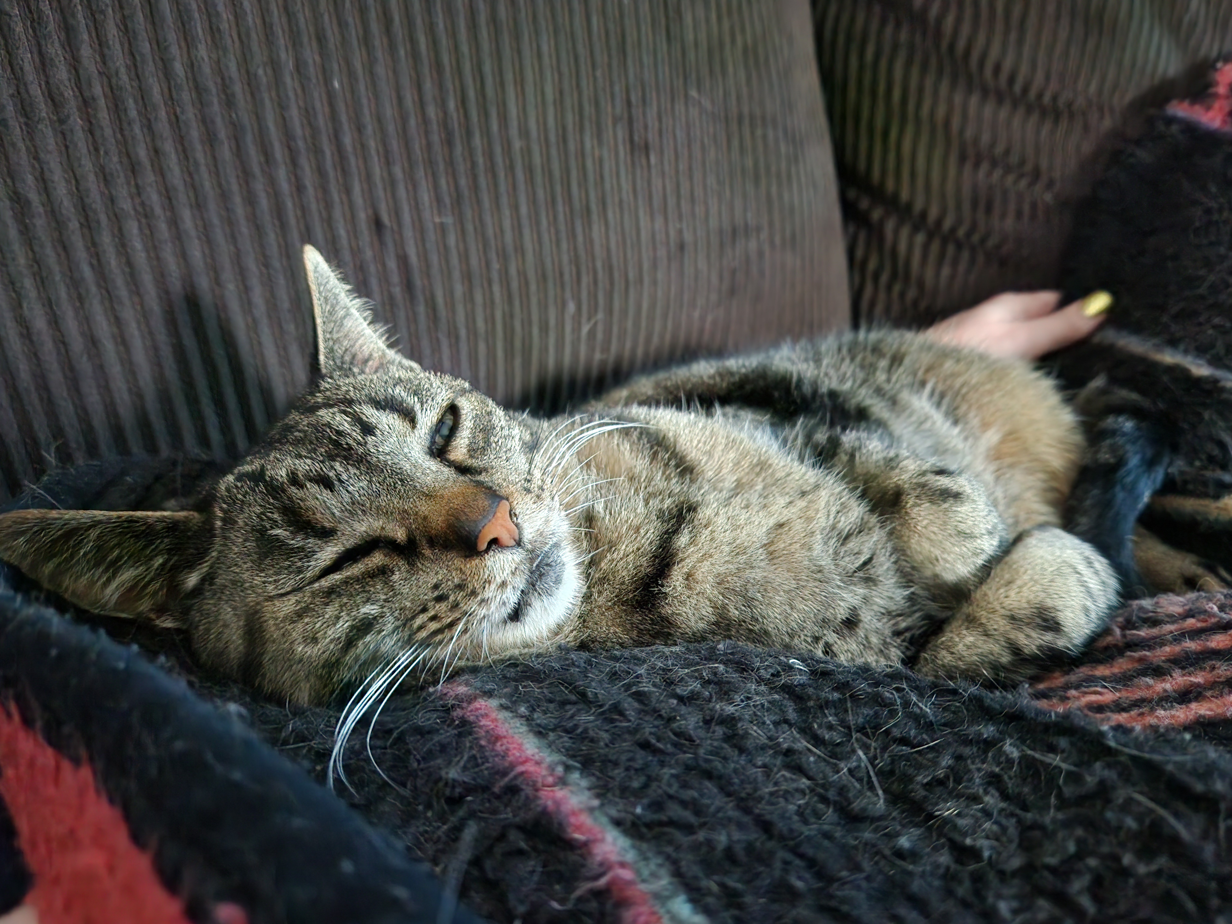 Butters Delivering the Ultimate Cuddle Experience