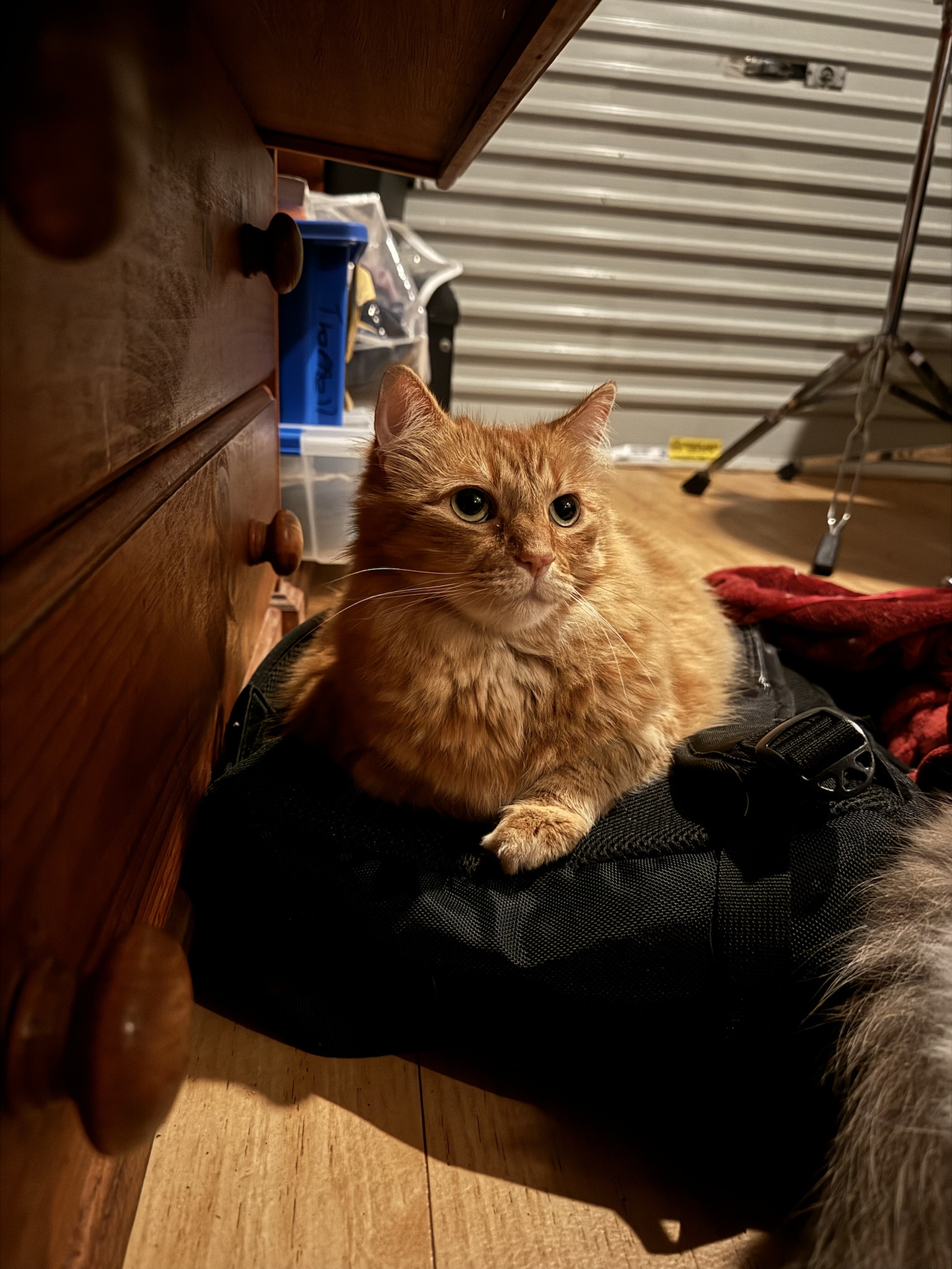 Toph's Journey: Day 64 and Counting