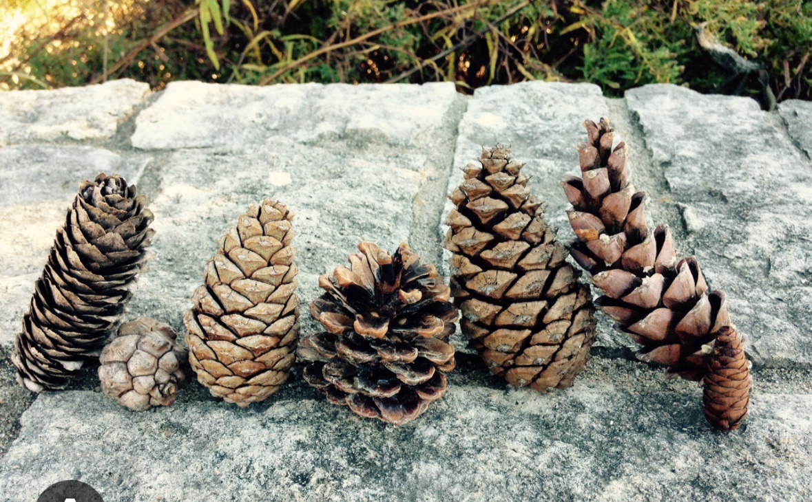 Pine Cone Squad Goals