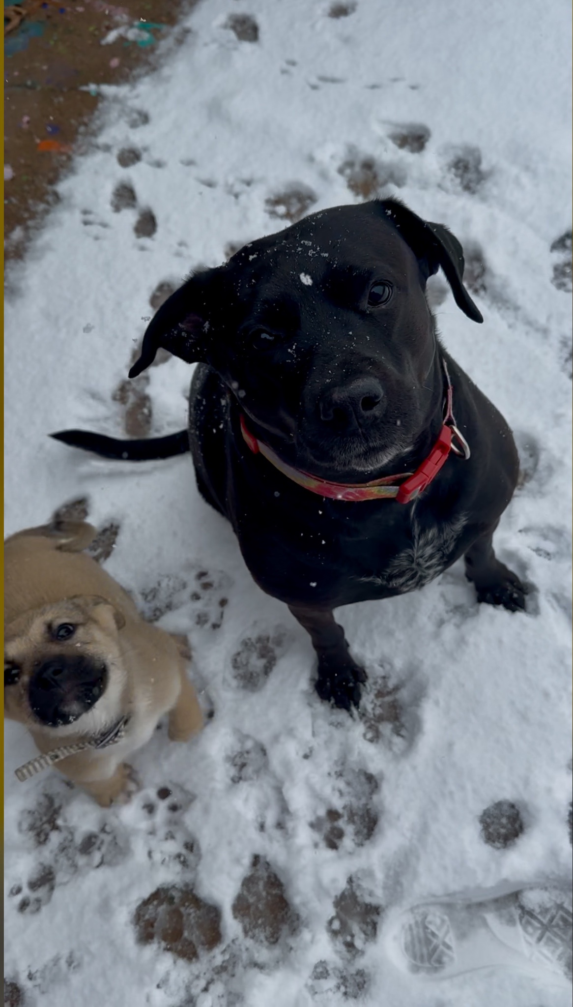 Adorable Pups Enjoying Their Winter Wonderland