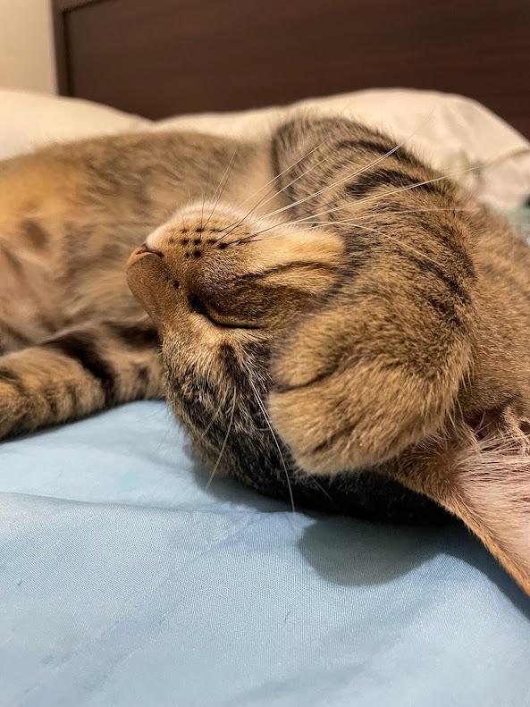 Another Cute Cat Moment