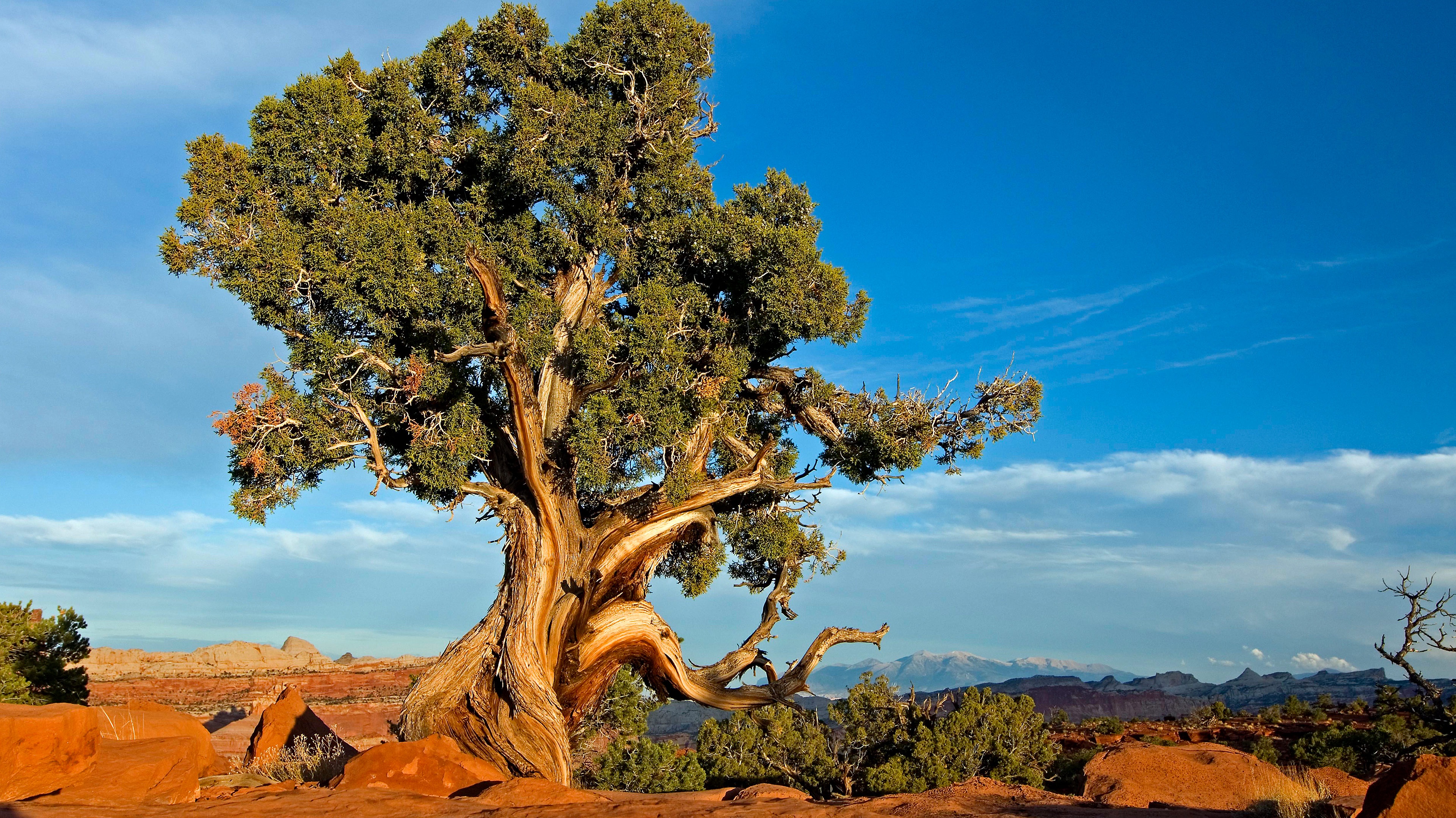 Excited for some juniper goodness!