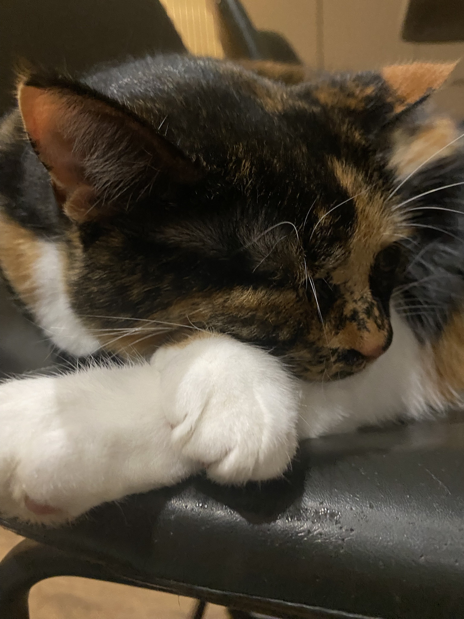 Crumble's Daily Snapshot: A Moment to Cherish