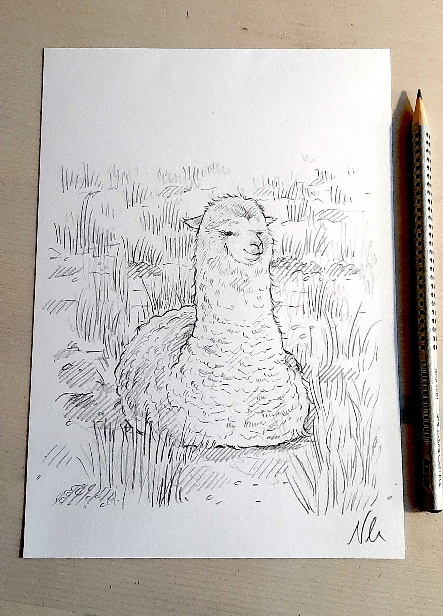 I drew a chill alpaca just lounging around.
