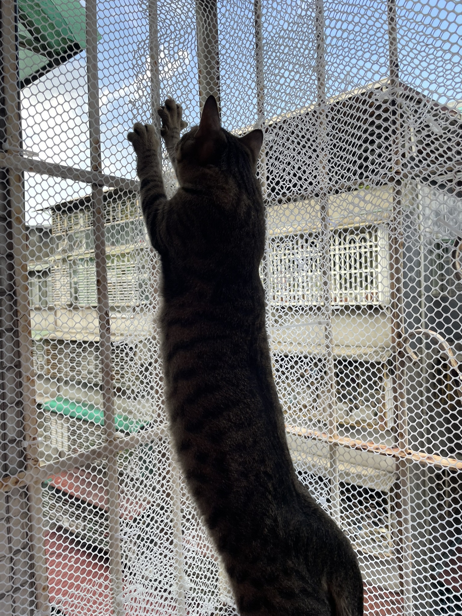 Adorable Cat Moments