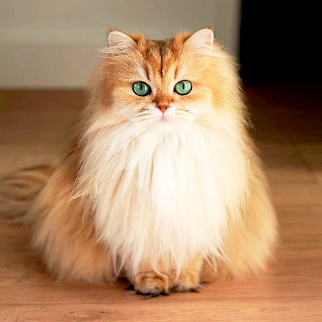 I Searched for the Most Photogenic Cat and This Was the Top Result!