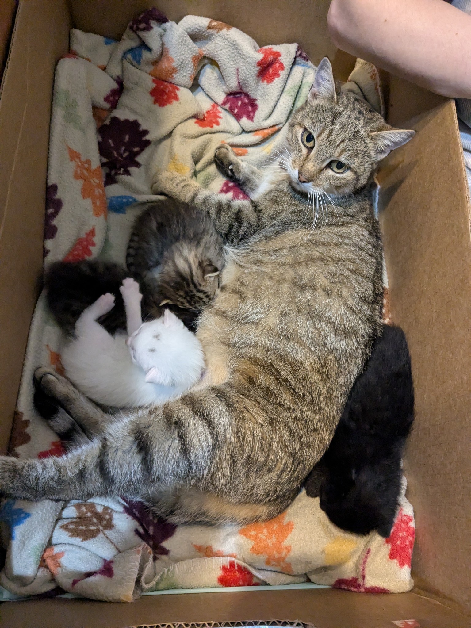 Single Mother of Four: Raising Future Little Rebels