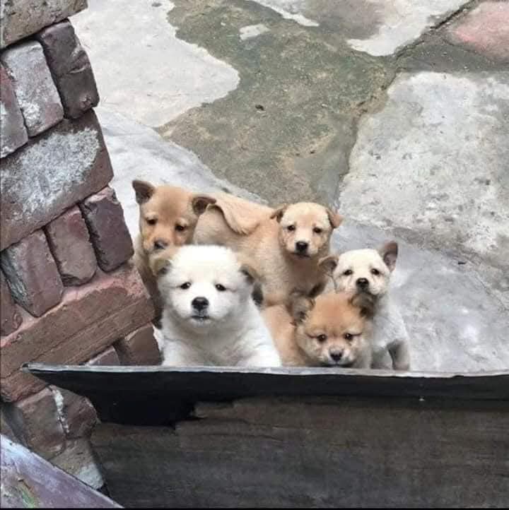 The Unbreakable Bond of Dog Friends