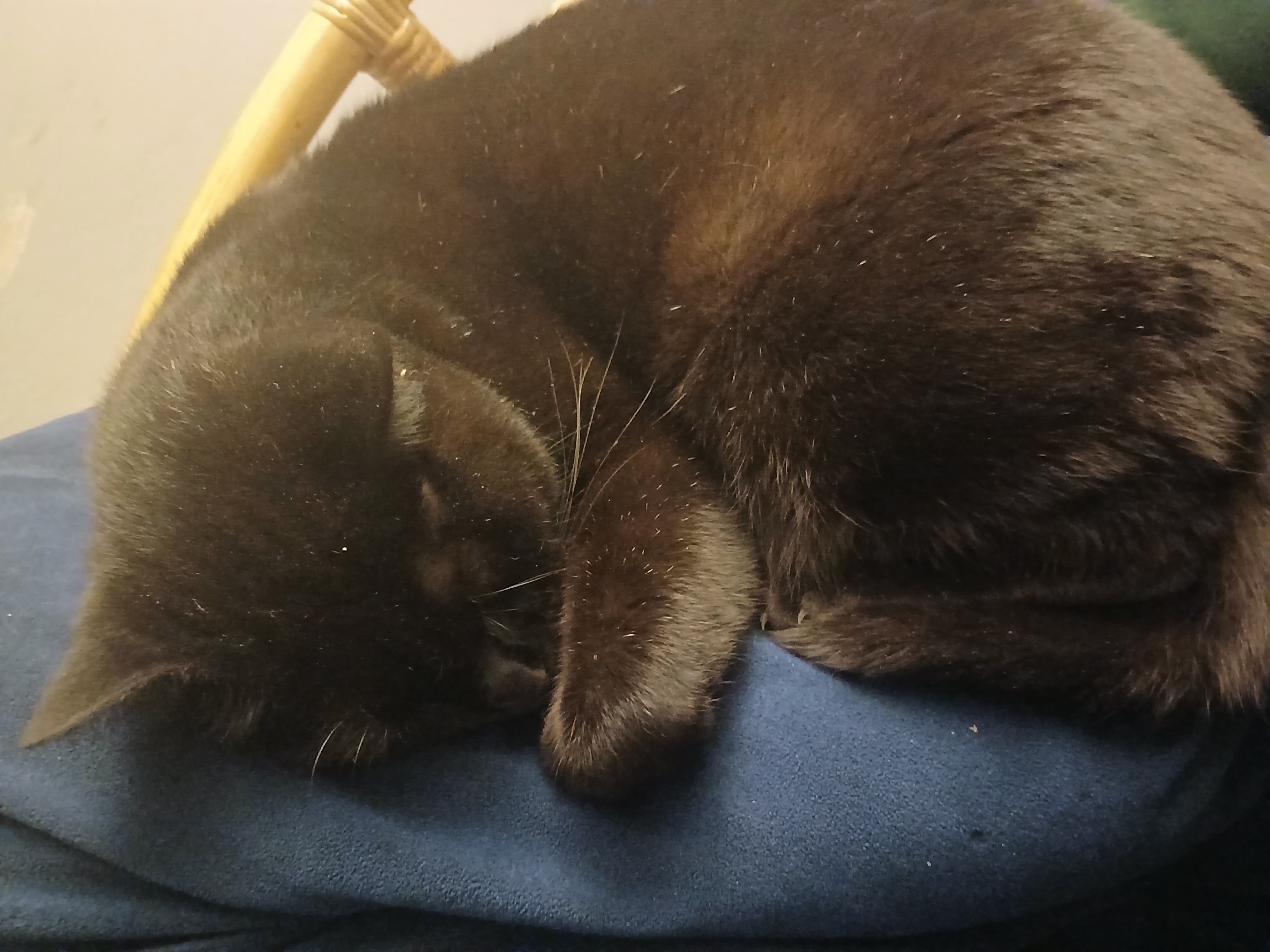 A Peaceful Slumber: The Adorable Sleeping Monkey