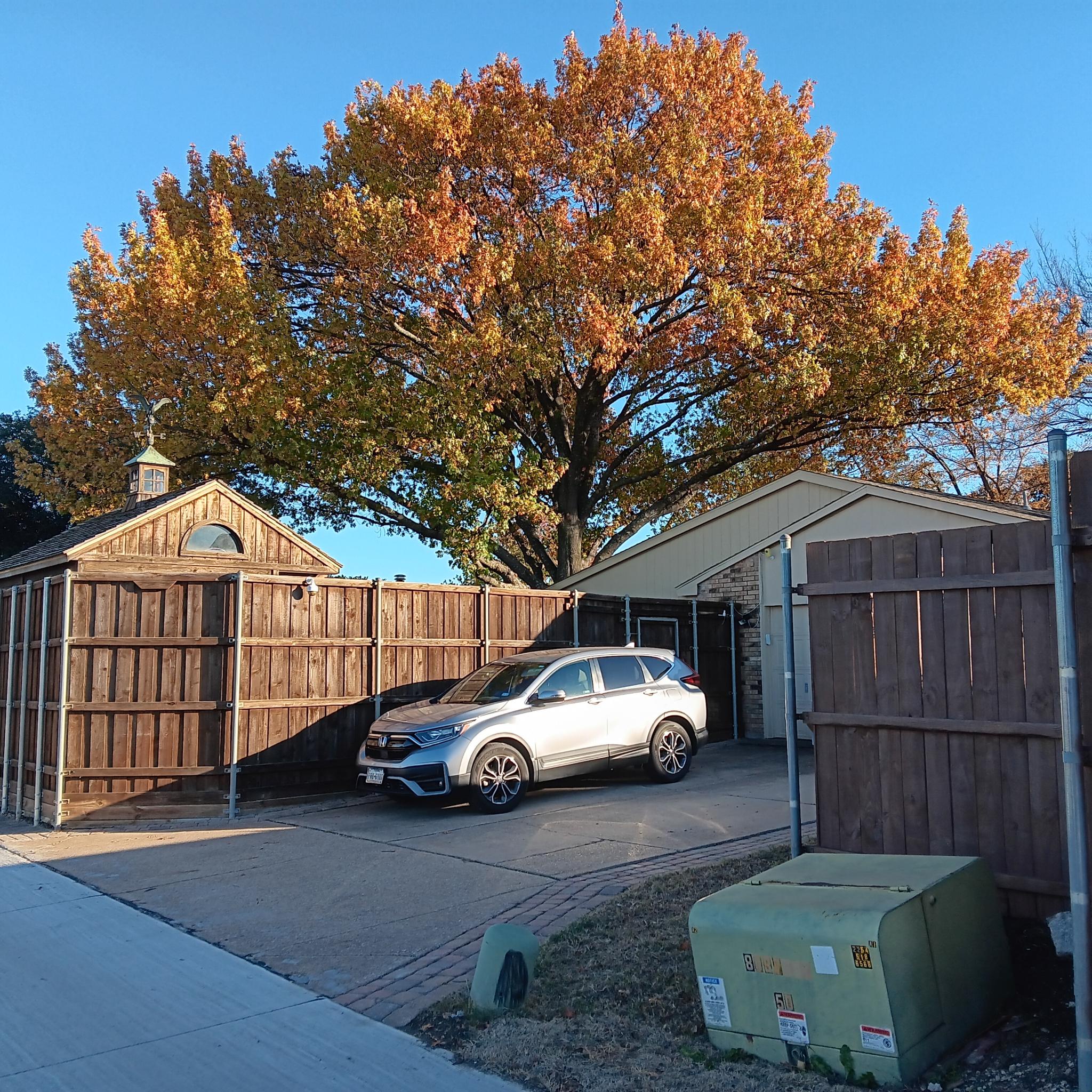 I Nurtured This Oak Tree