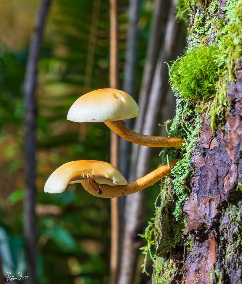 Exploring the World of Shrooms