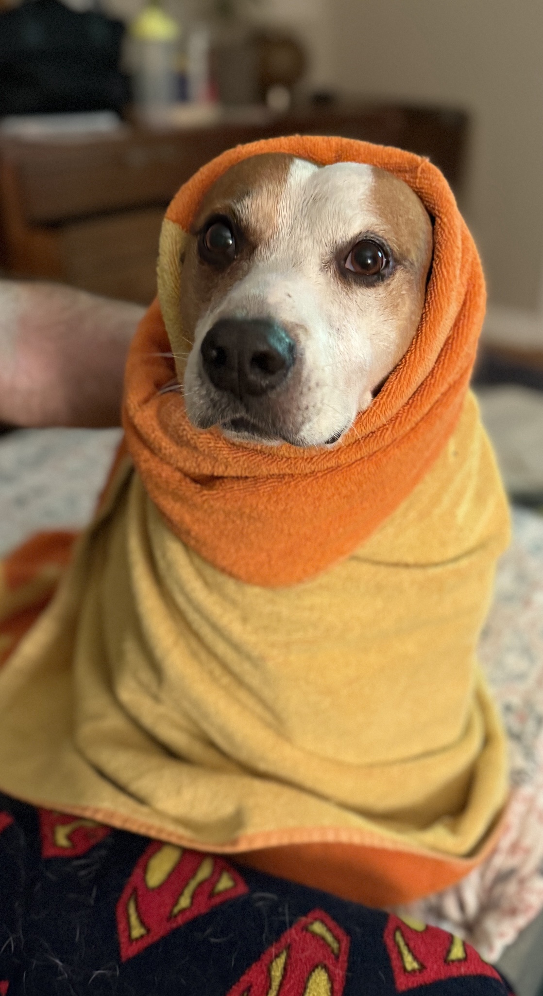 Here’s a Freshly Showered Puppito to Brighten Your Day!