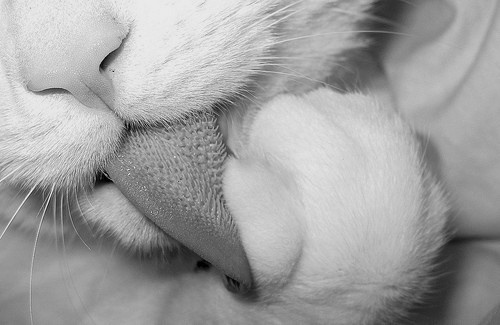 Meet Today's Adorable Cat Star
