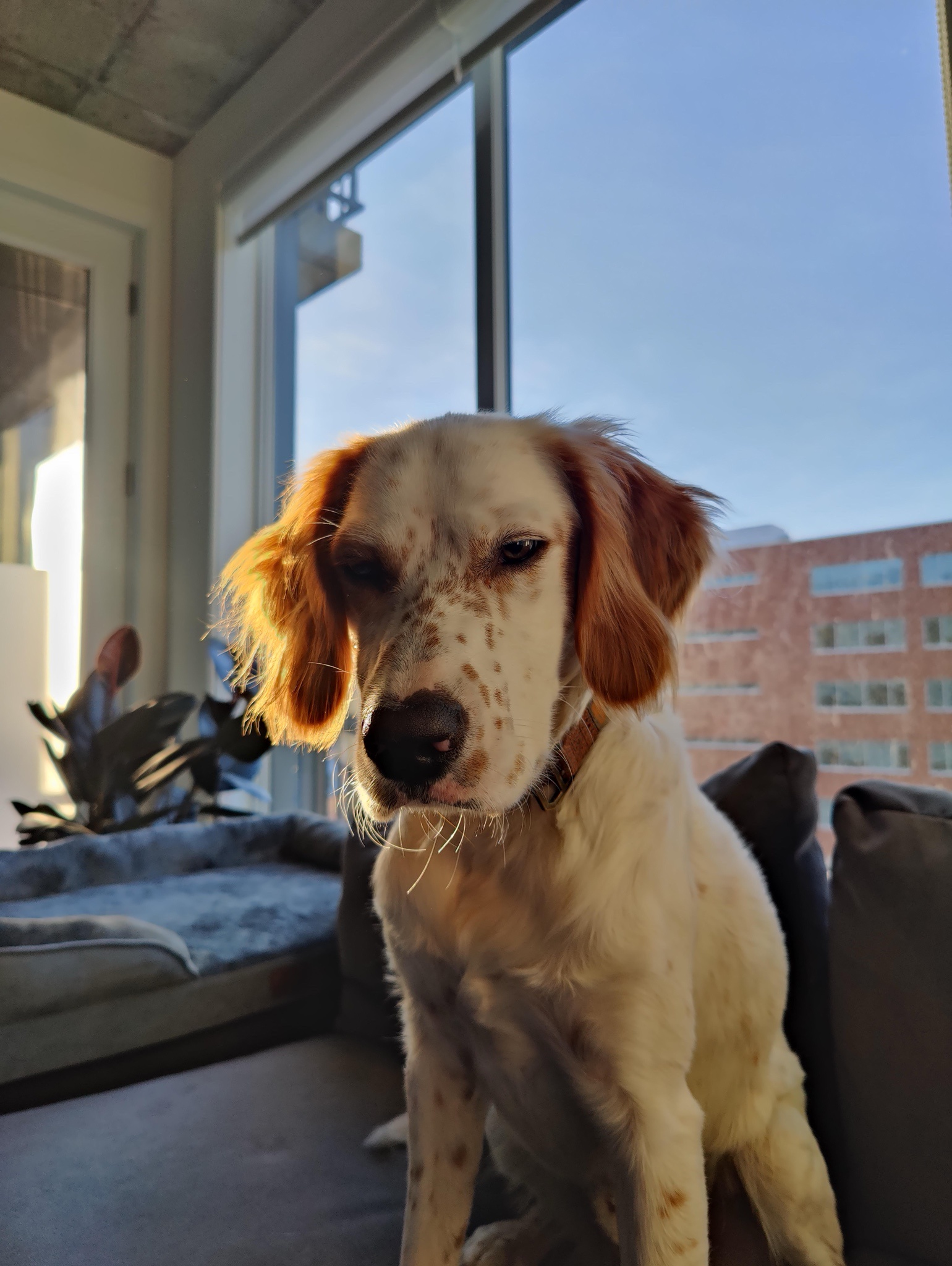 Meet Romeo, the Adorable RHM Superstar