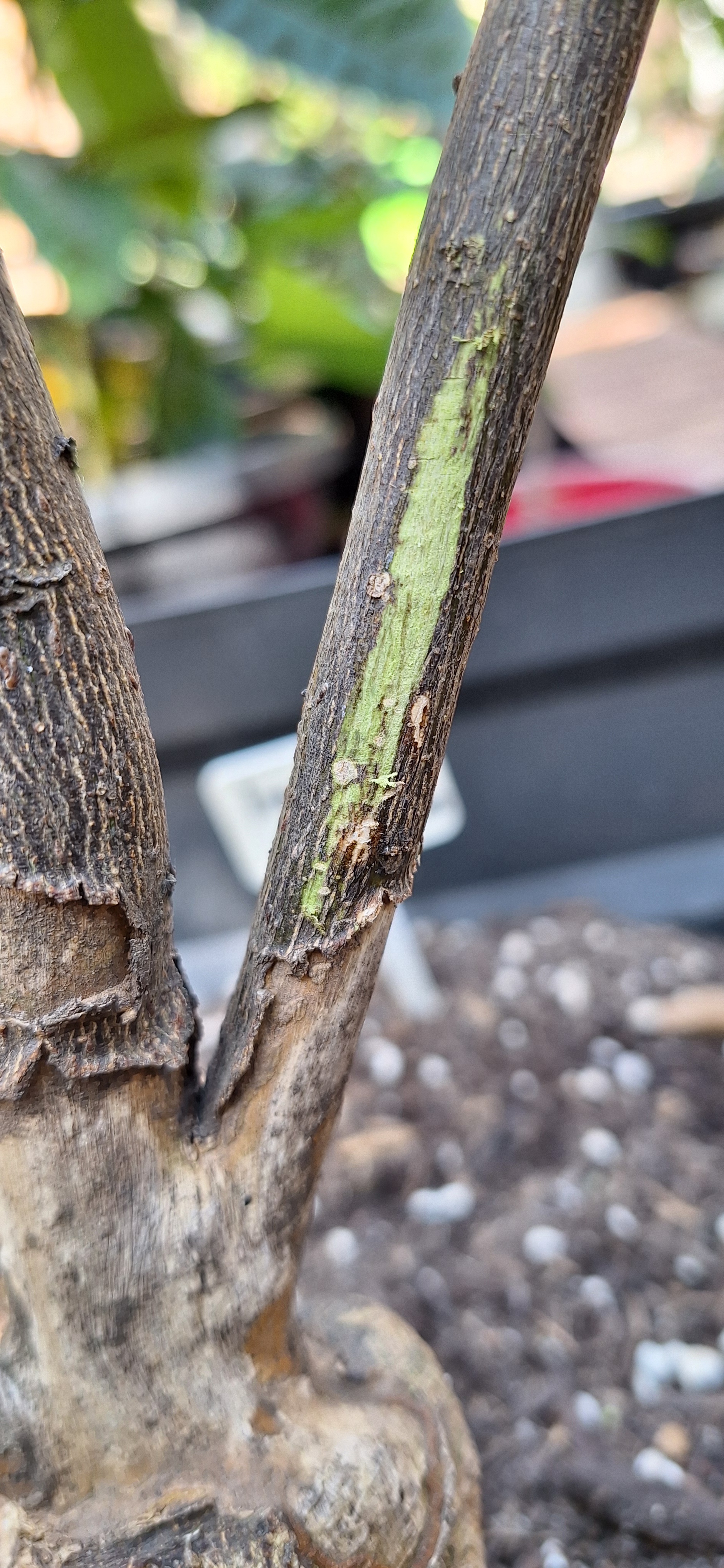 The Beauty of Nature: Scratched Bark Revealed