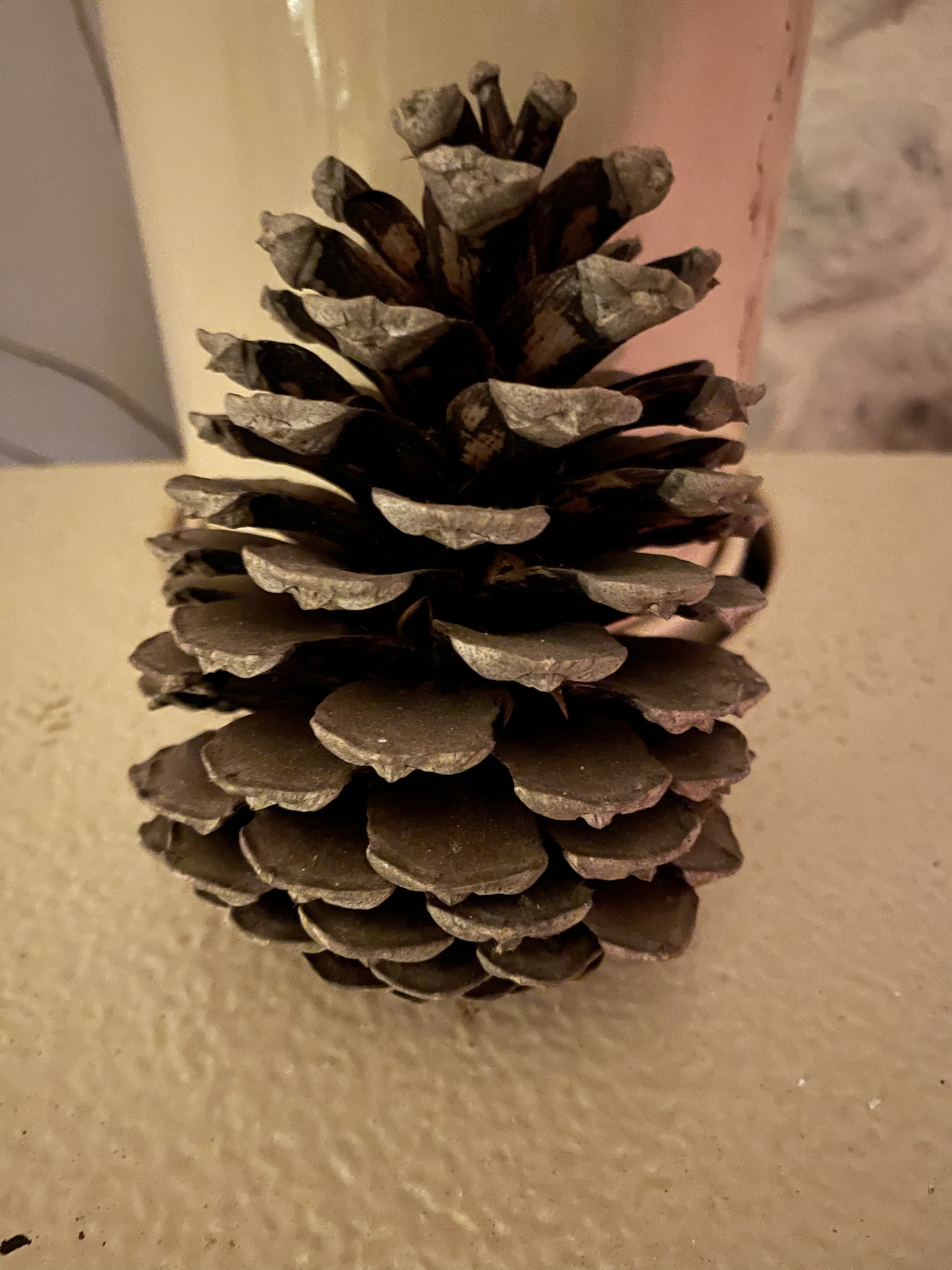 Behold the Bold Pinecone in Its Natural State