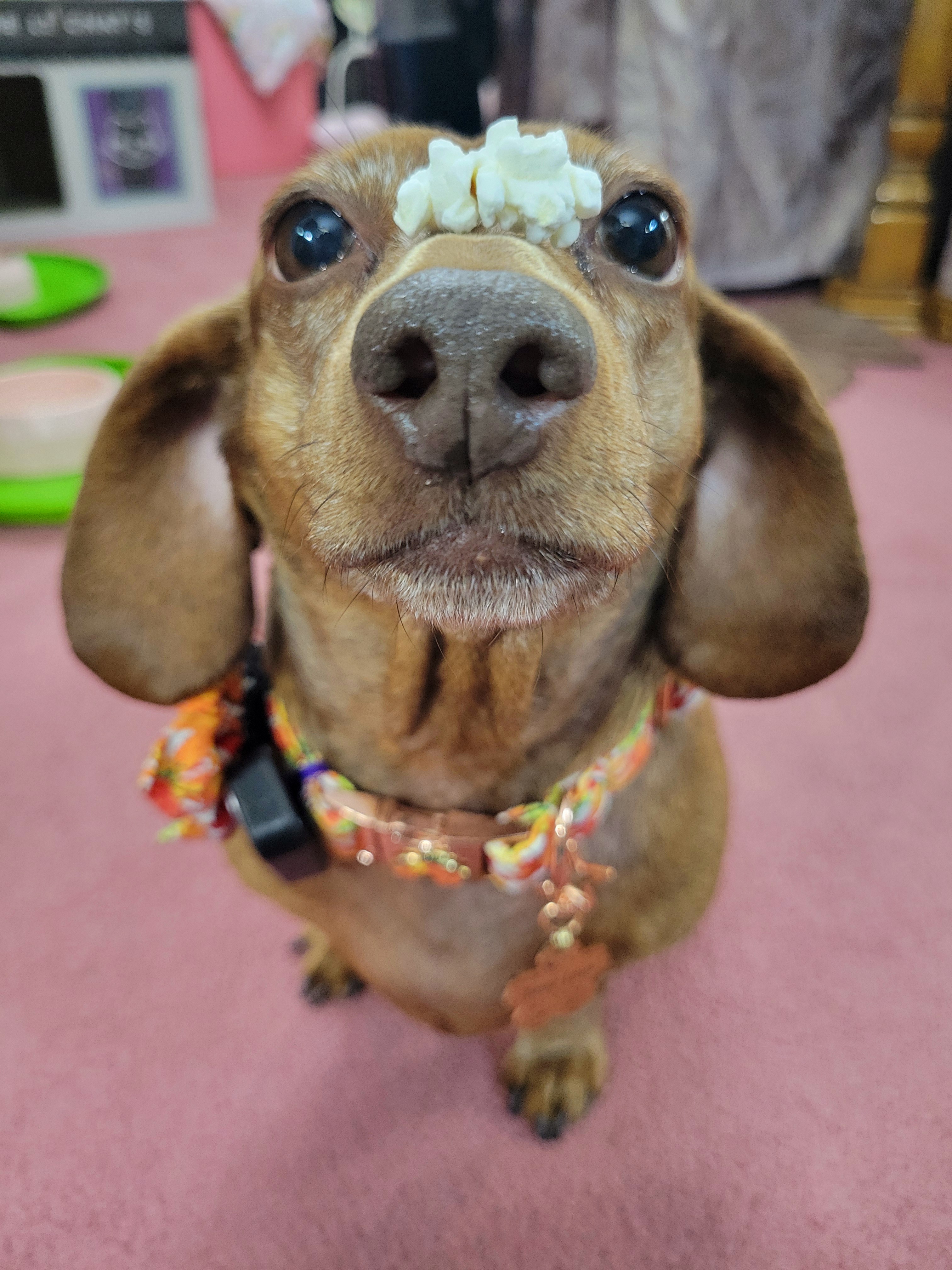 Meet my adorable pup, Tiger Lilly! #687