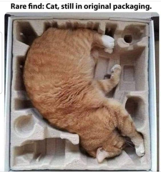 Cat Meme Dumps: A Purrfect Pick-Me-Up #3