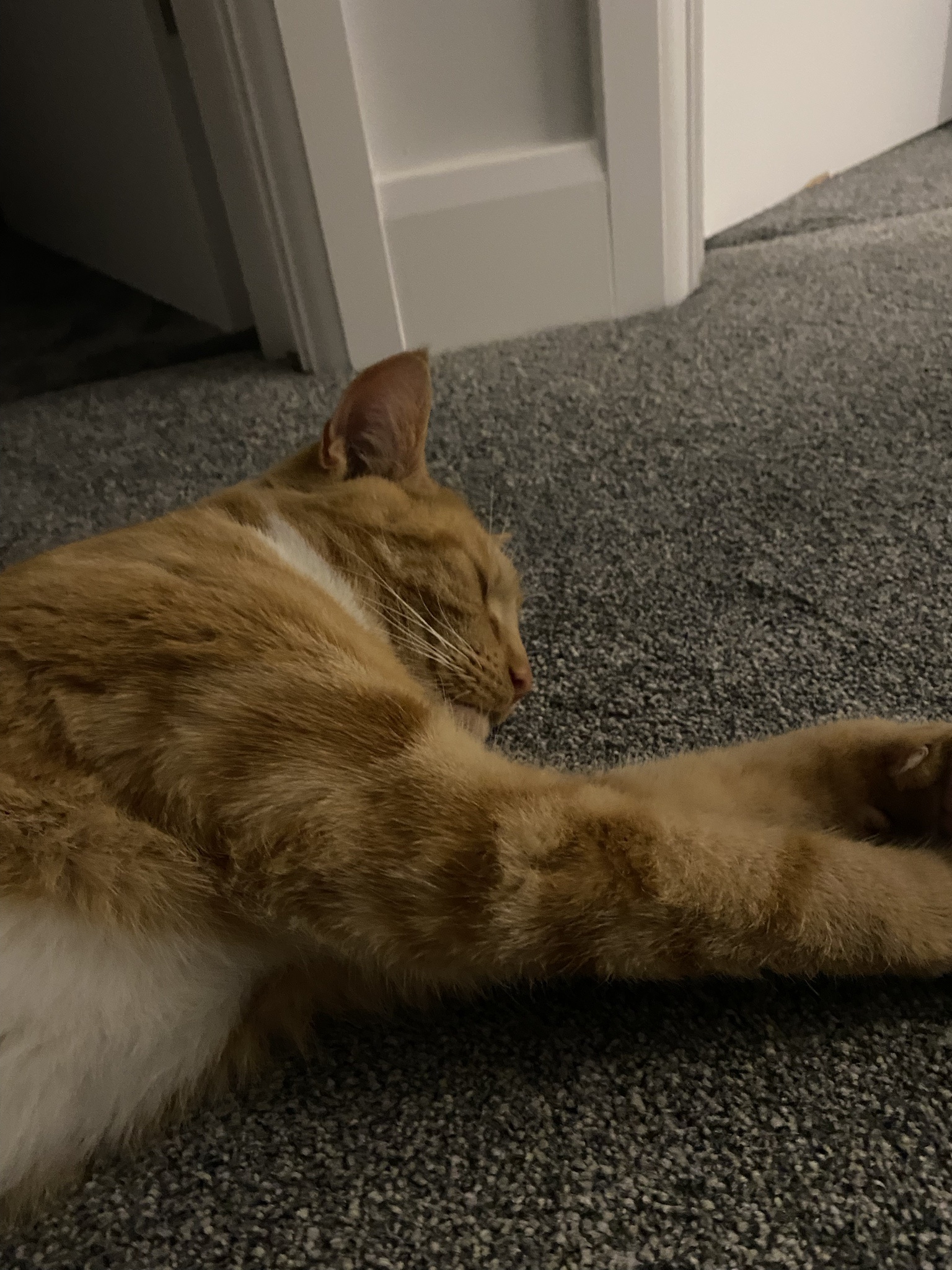 Biscuit’s Daily Dose of Cuteness