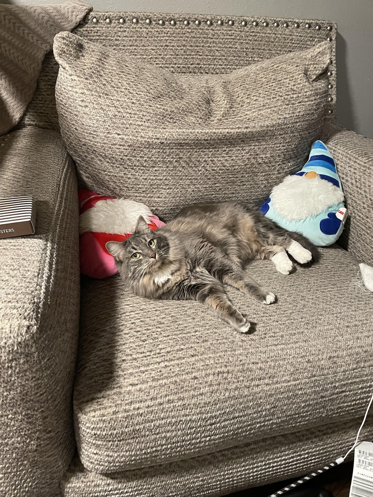 Meet My Adorable Grandkitty!