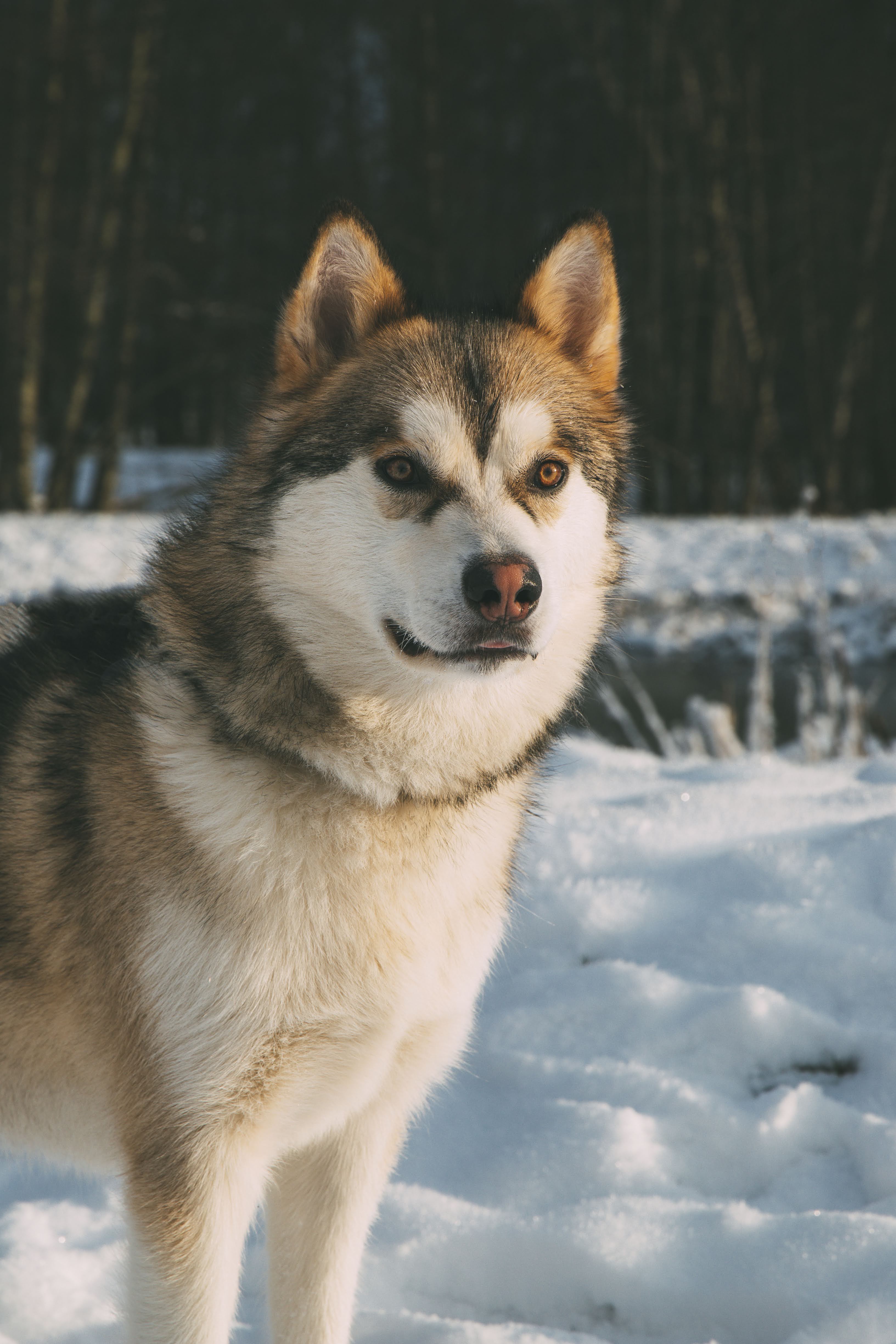 Meet Loke the Malamute: A Furry Friend