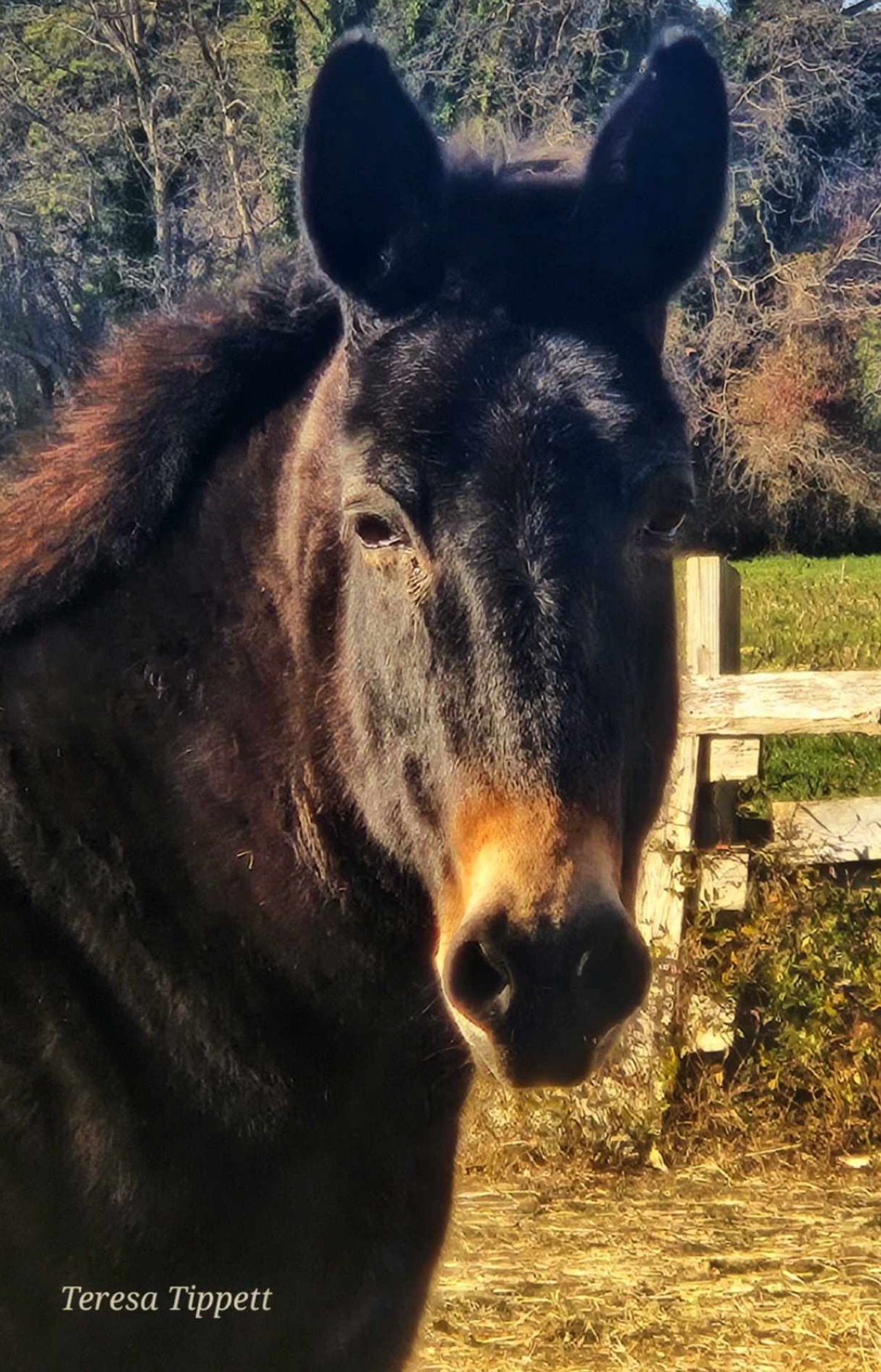Meet Loretta: The Star of the Show