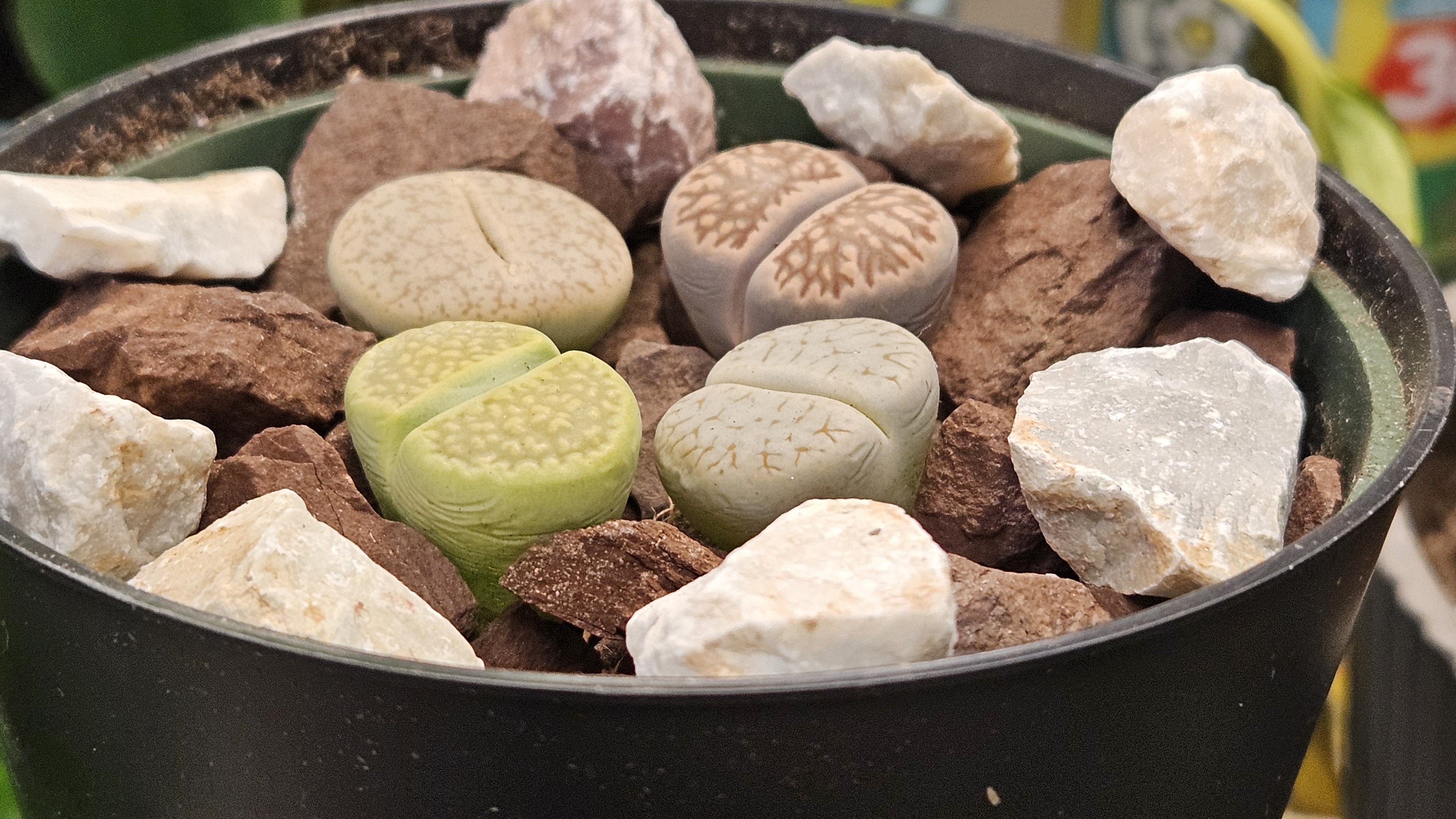 Lithop Update: February 4, 2025