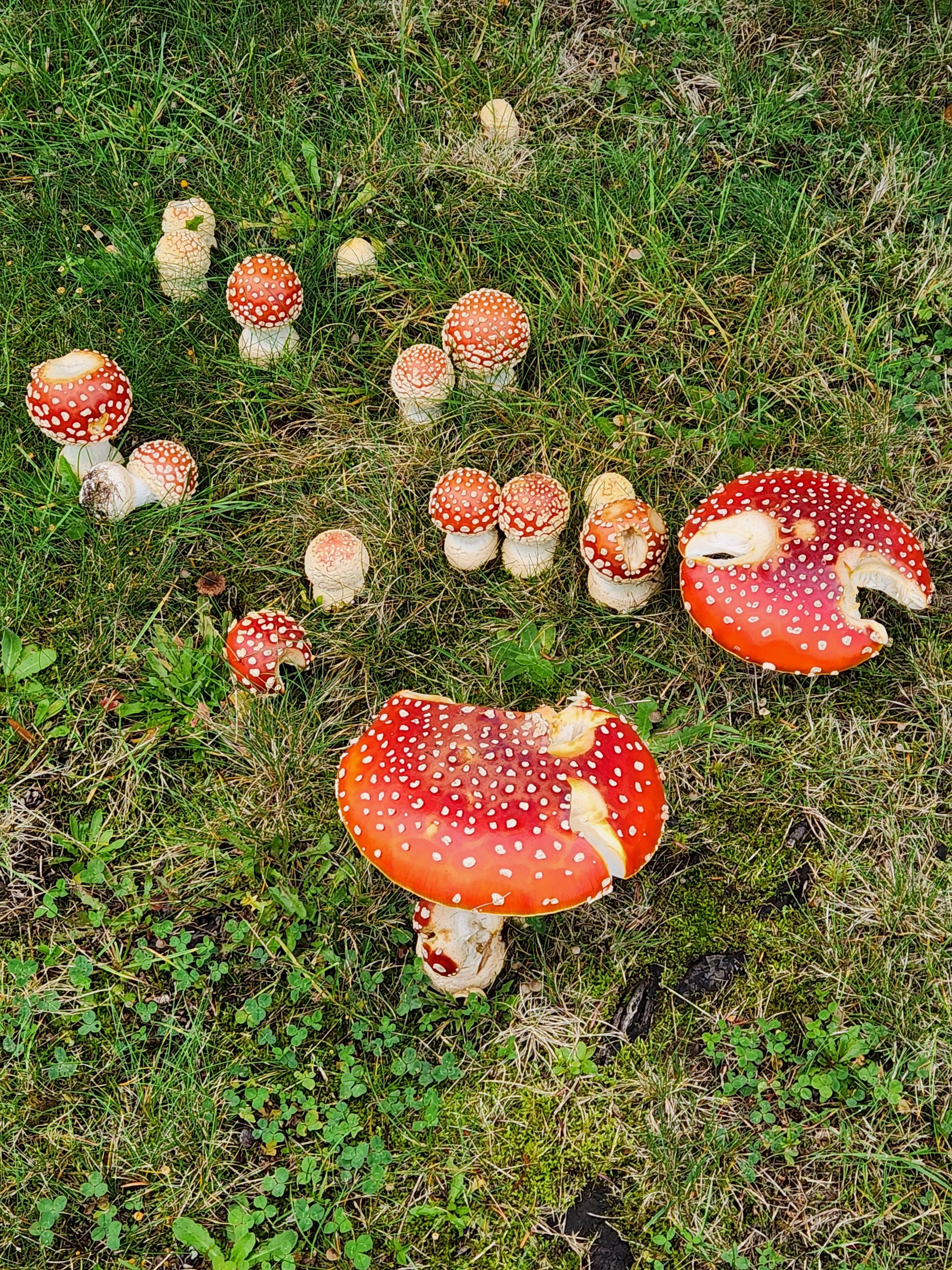 Amanita Magic Beneath the Hemlocks: A 2024 Discovery