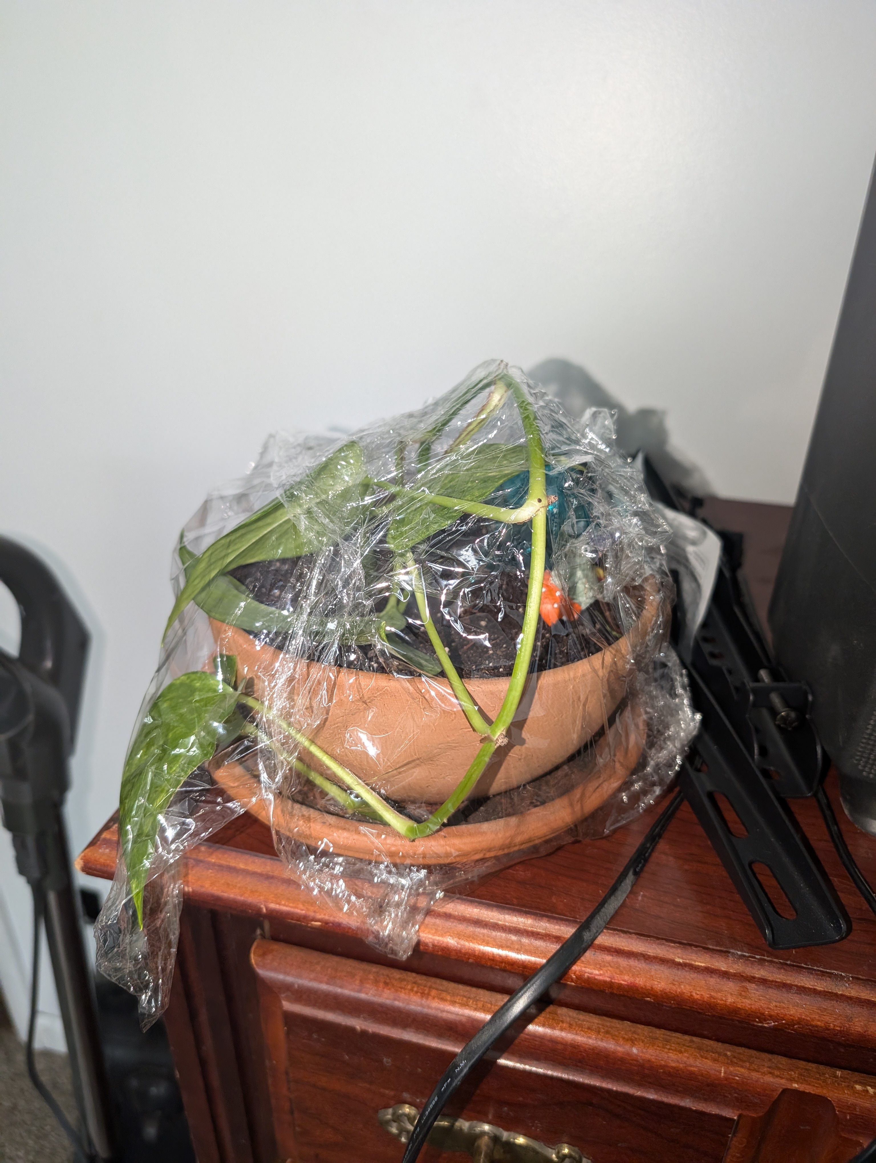Successfully propagated a new plant!