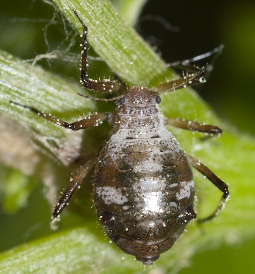Are They a Guest or Just a Pest?