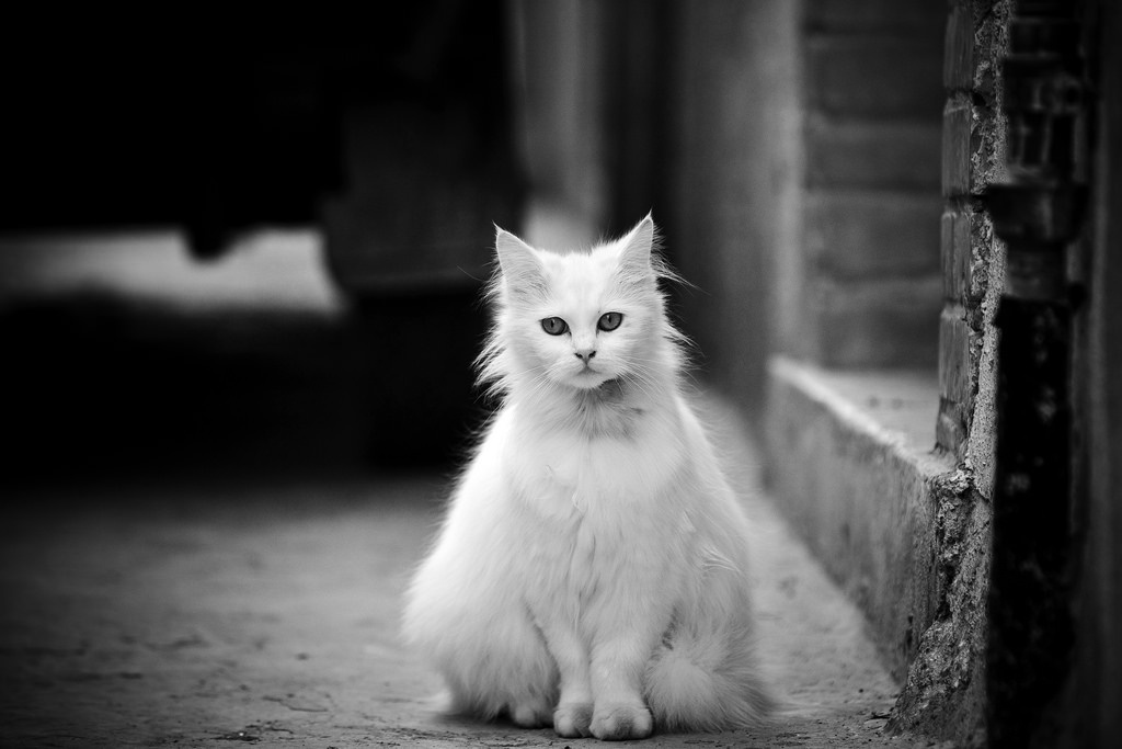 Today's Adorable Cat Feature